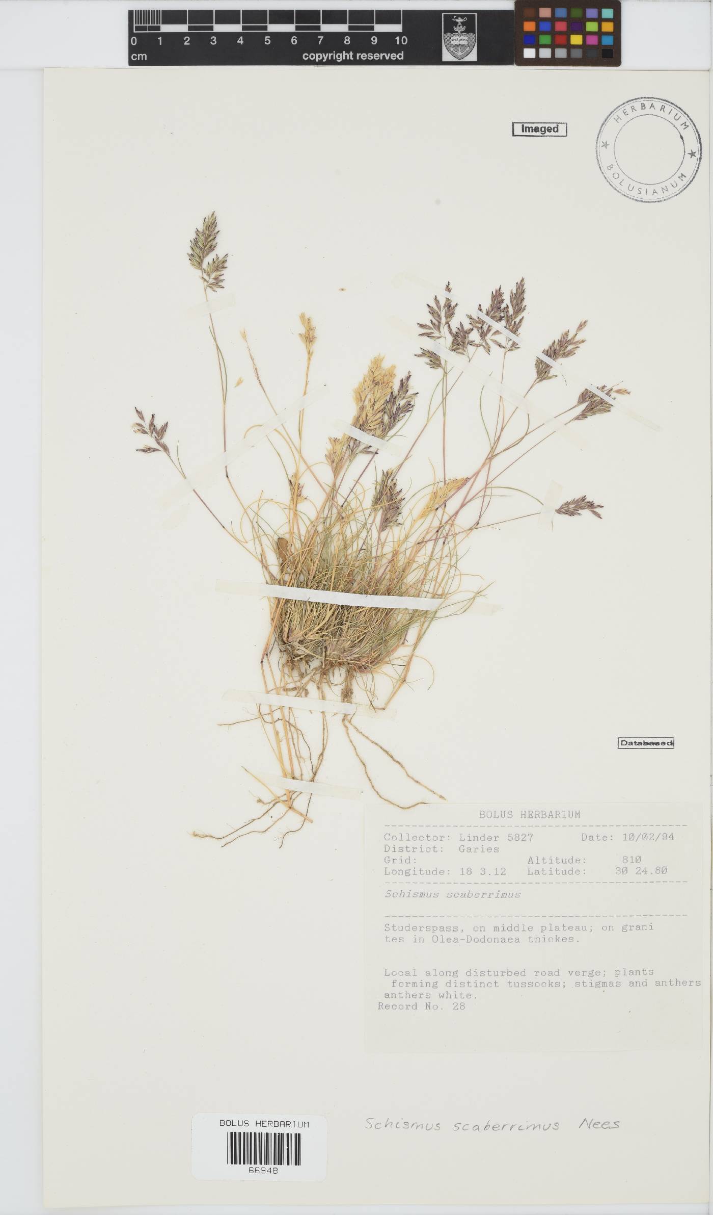 Schismus image