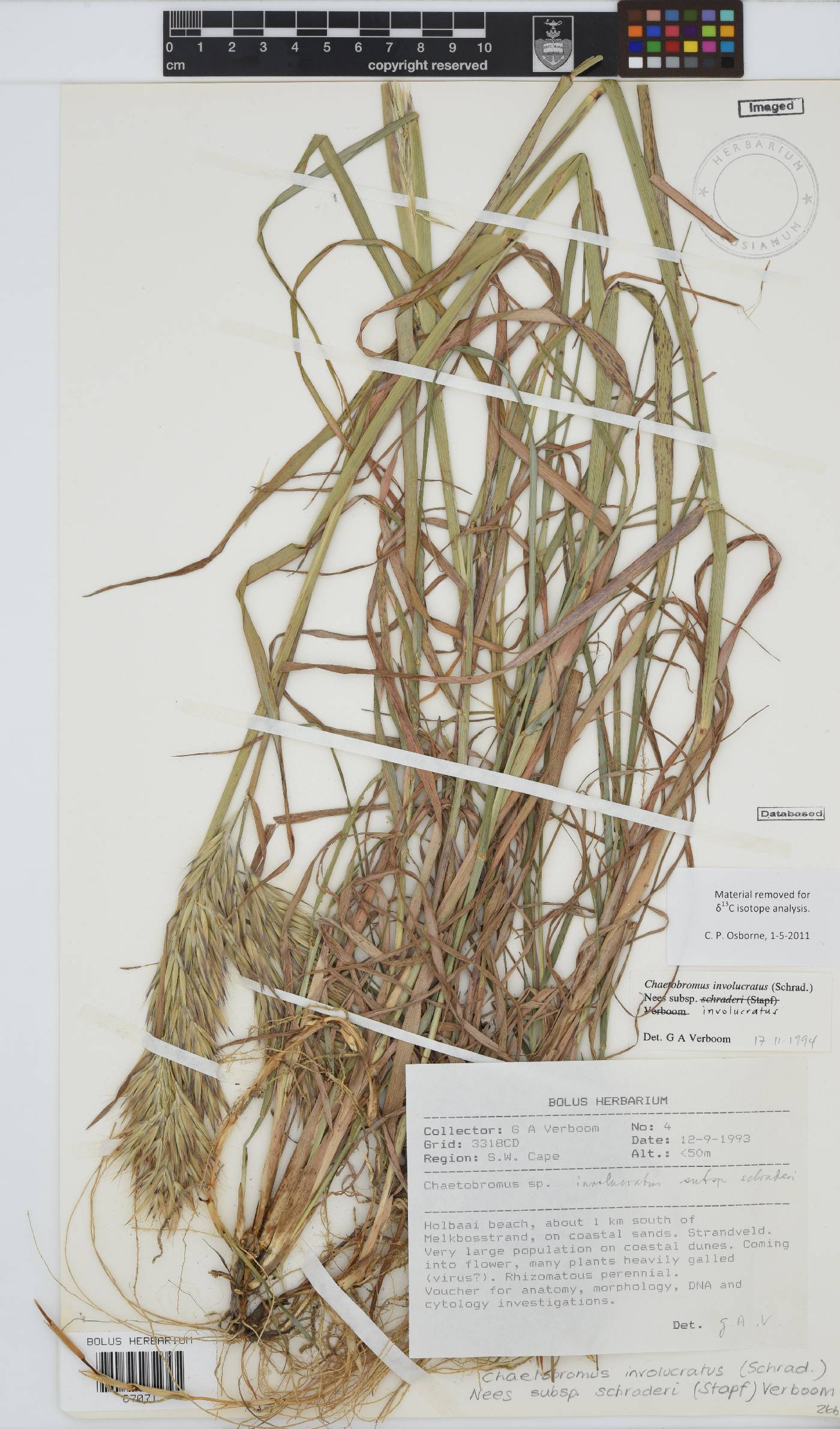 Chaetobromus involucratus image