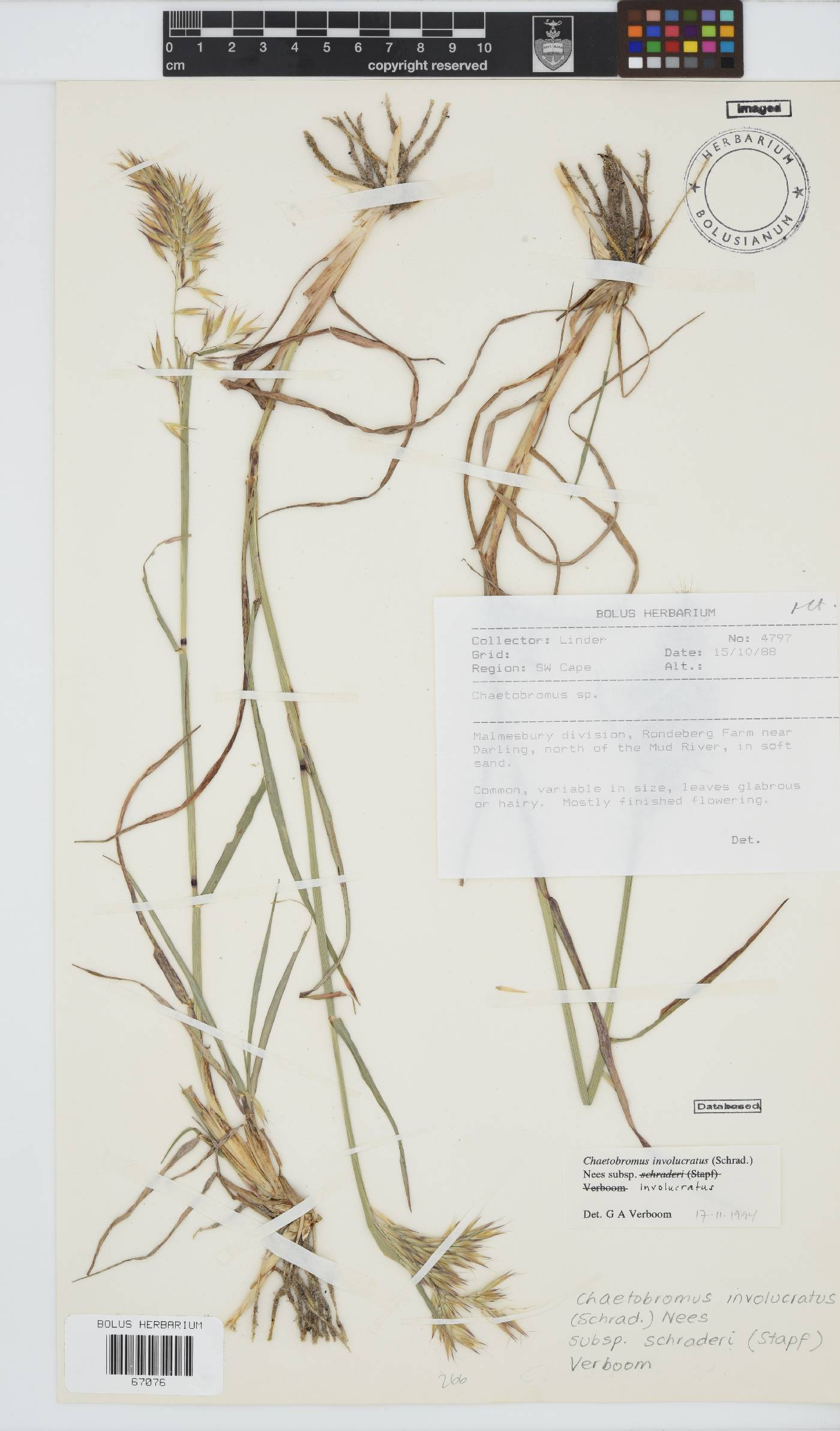 Chaetobromus involucratus subsp. involucratus image