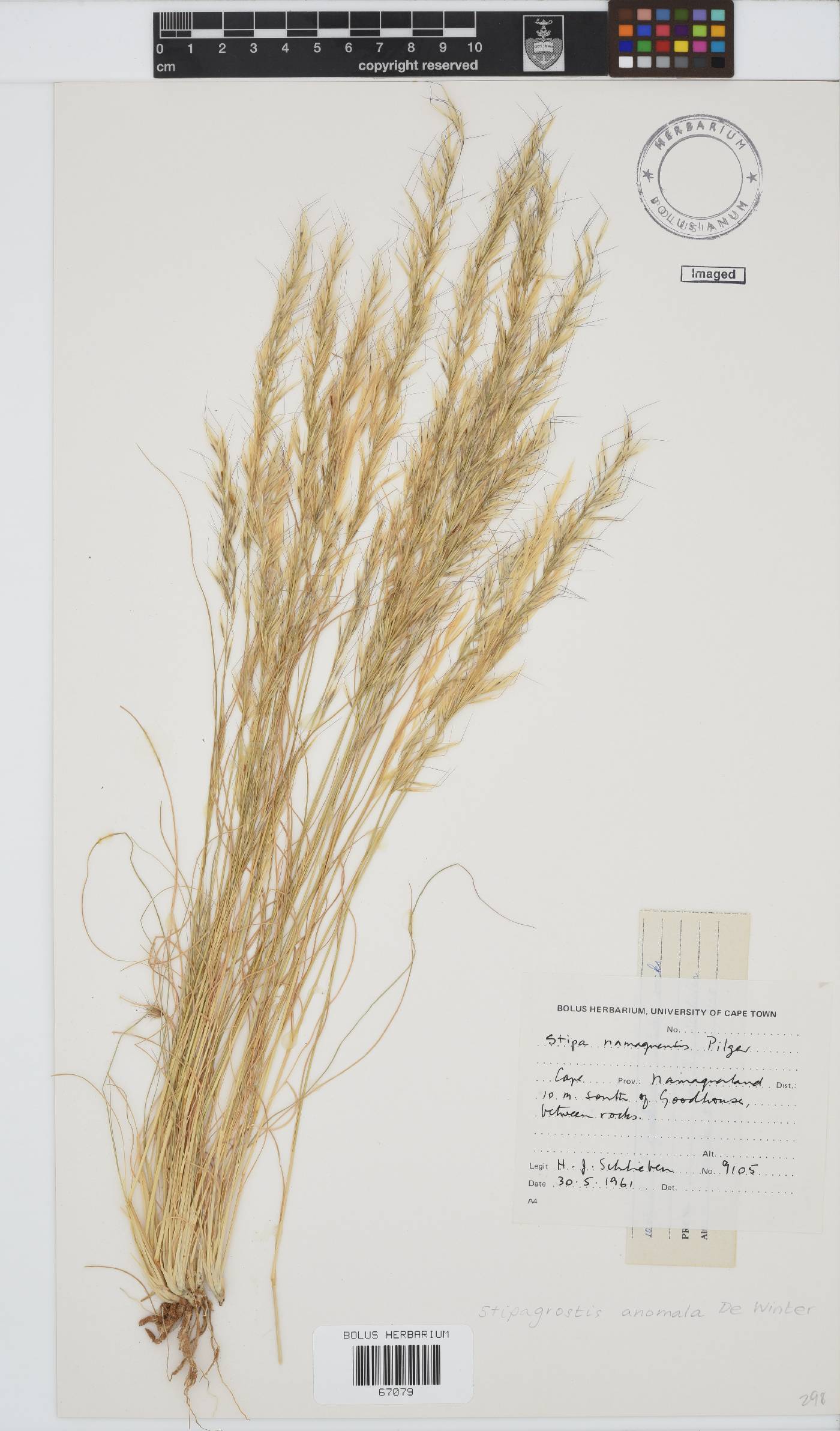 Stipagrostis anomala image