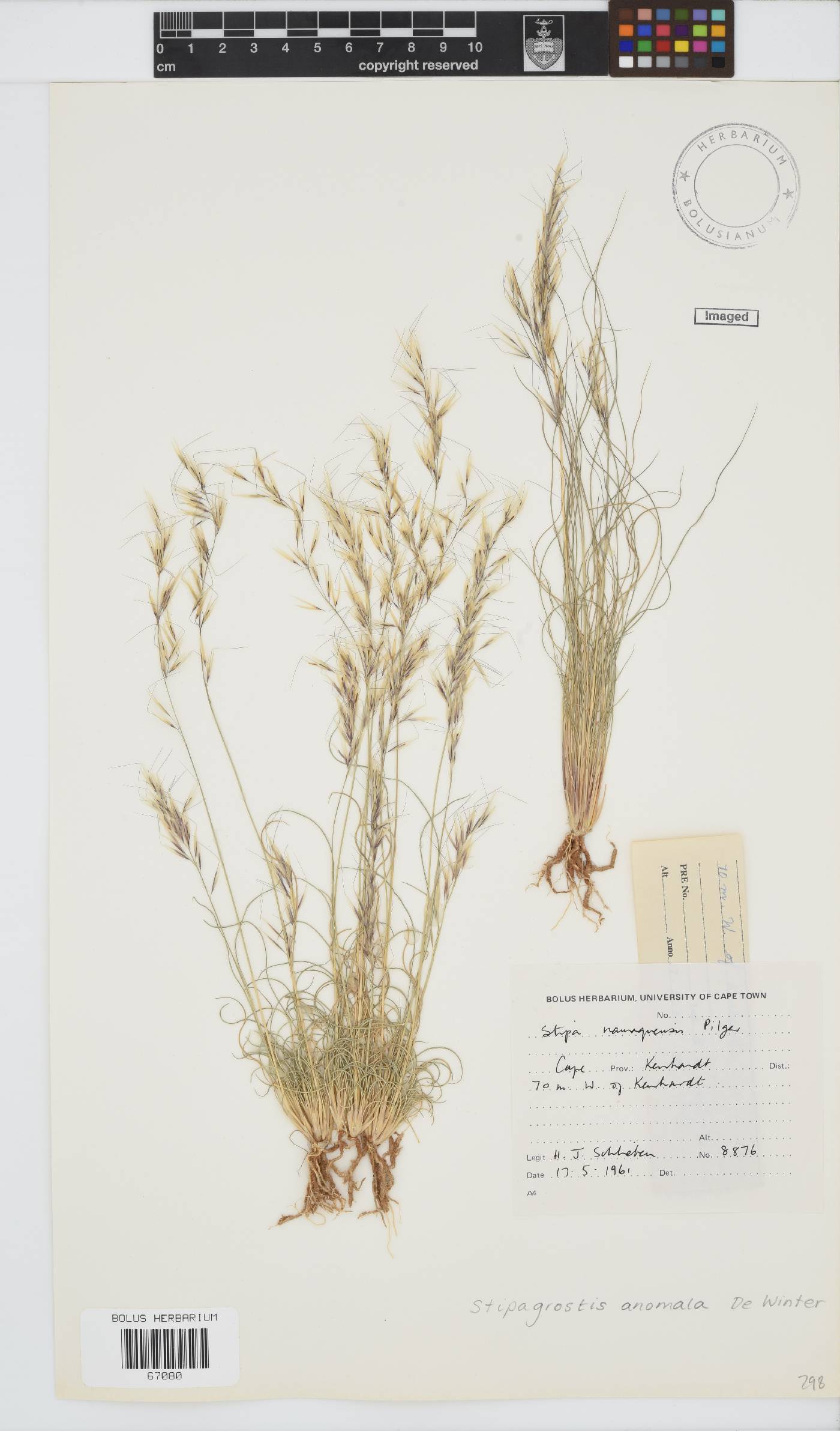 Stipagrostis anomala image