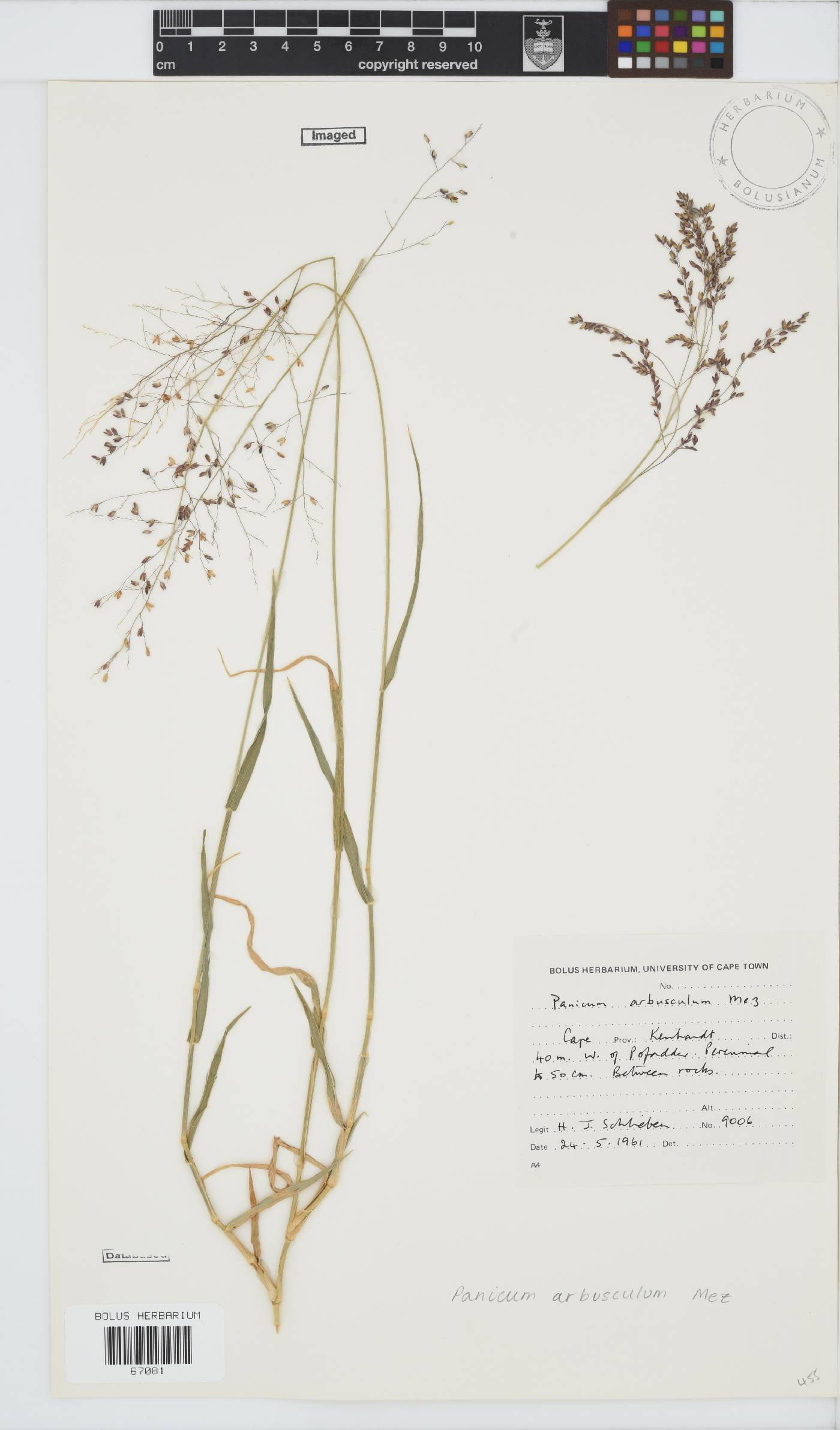 Panicum arbusculum image