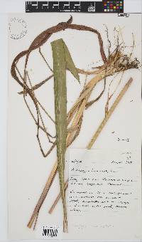 Andropogon macrophyllus image