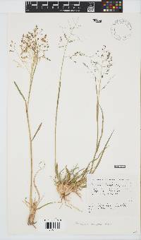 Panicum lanipes image