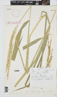 Image of Oryza longistaminata