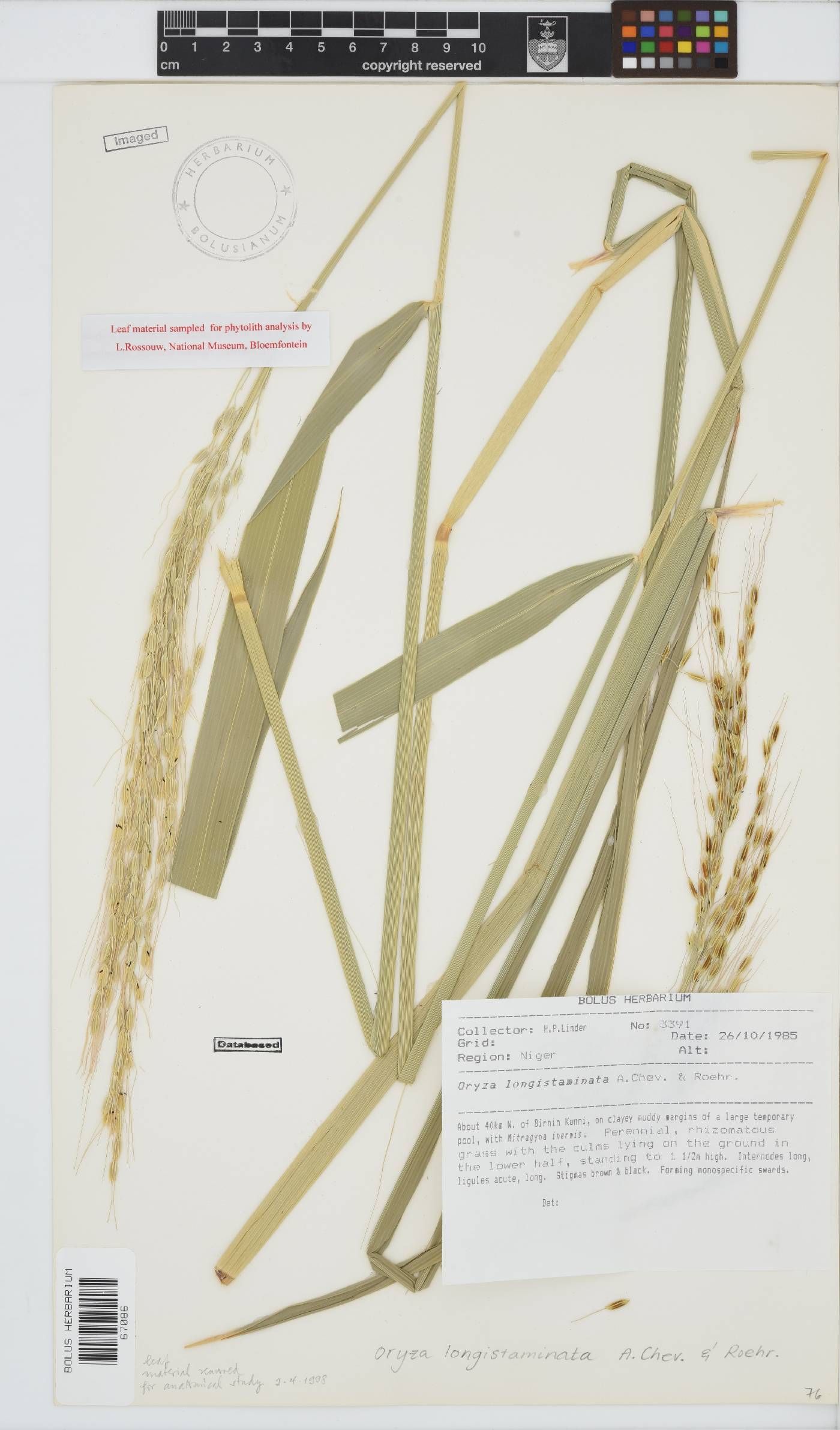 Oryza longistaminata image