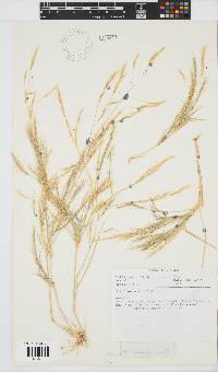 Image of Aristida mutabilis