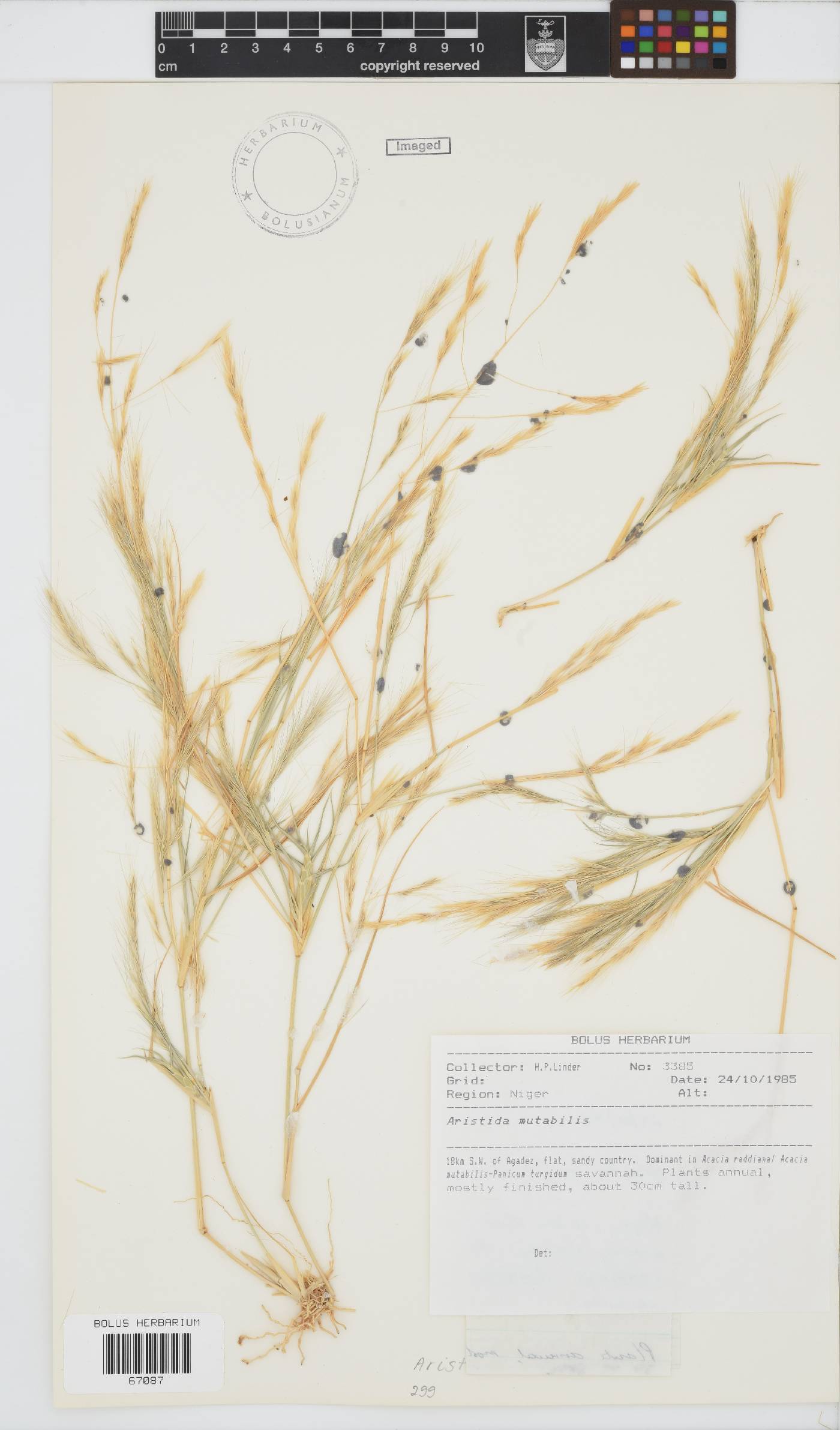 Aristida mutabilis image