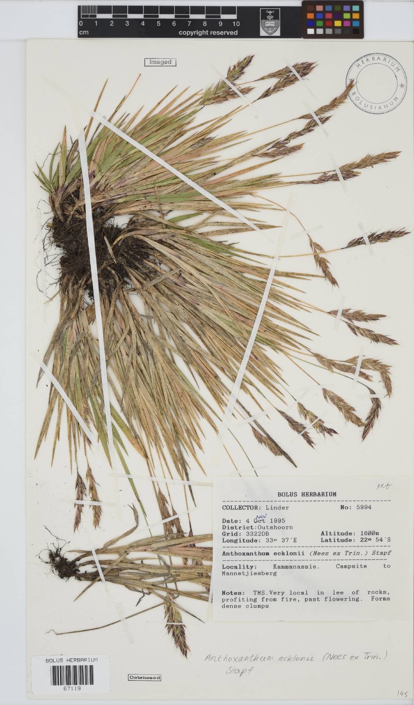 Anthoxanthum ecklonii image
