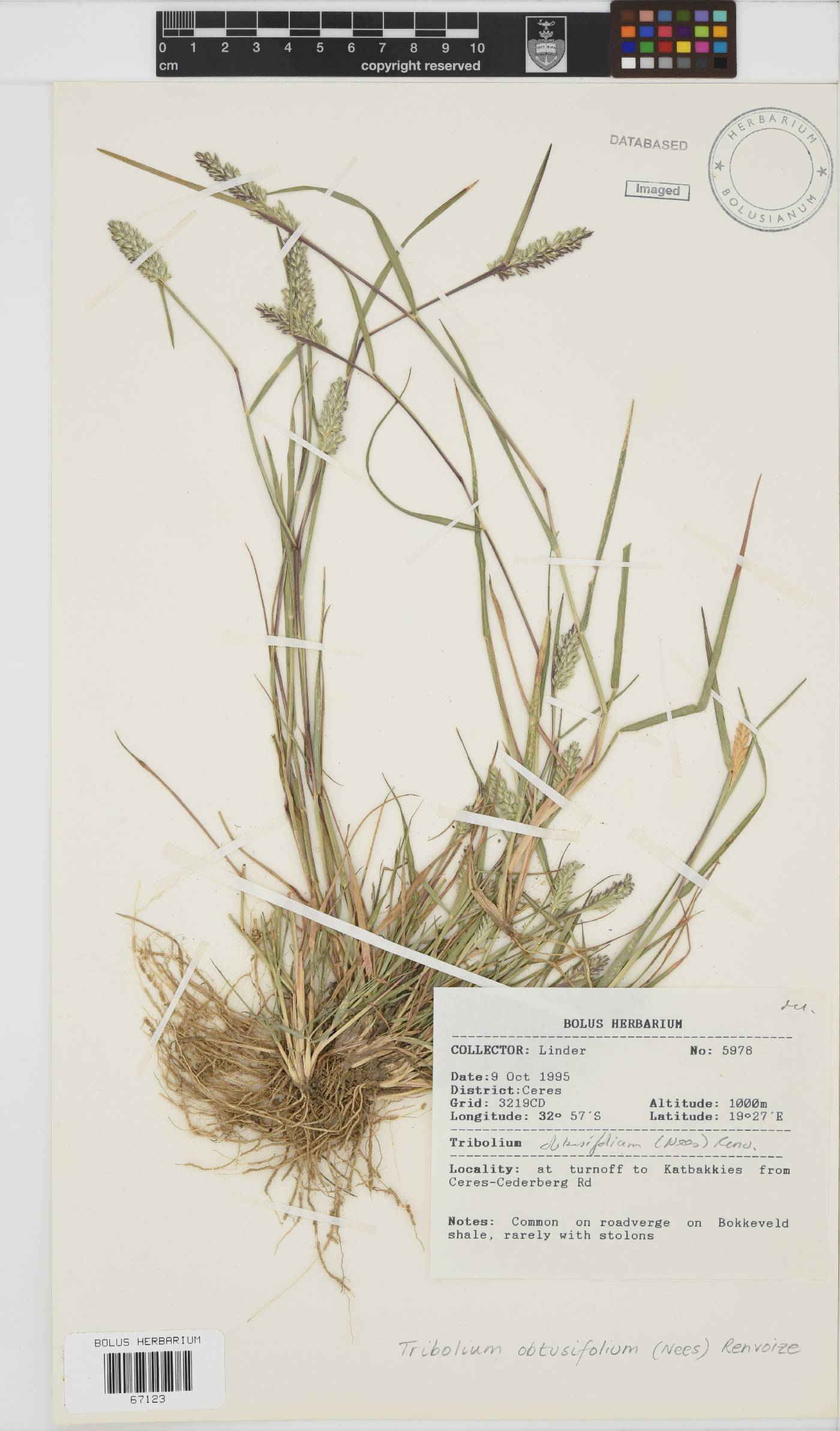 Tribolium obtusifolium image