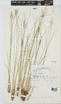 Panicum natalense image