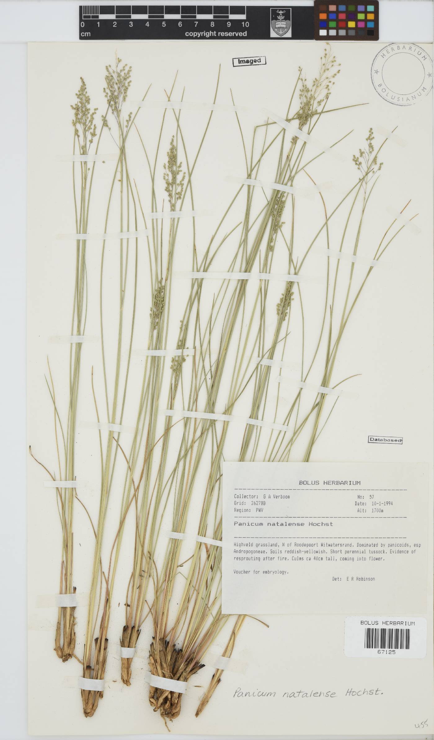 Panicum natalense image