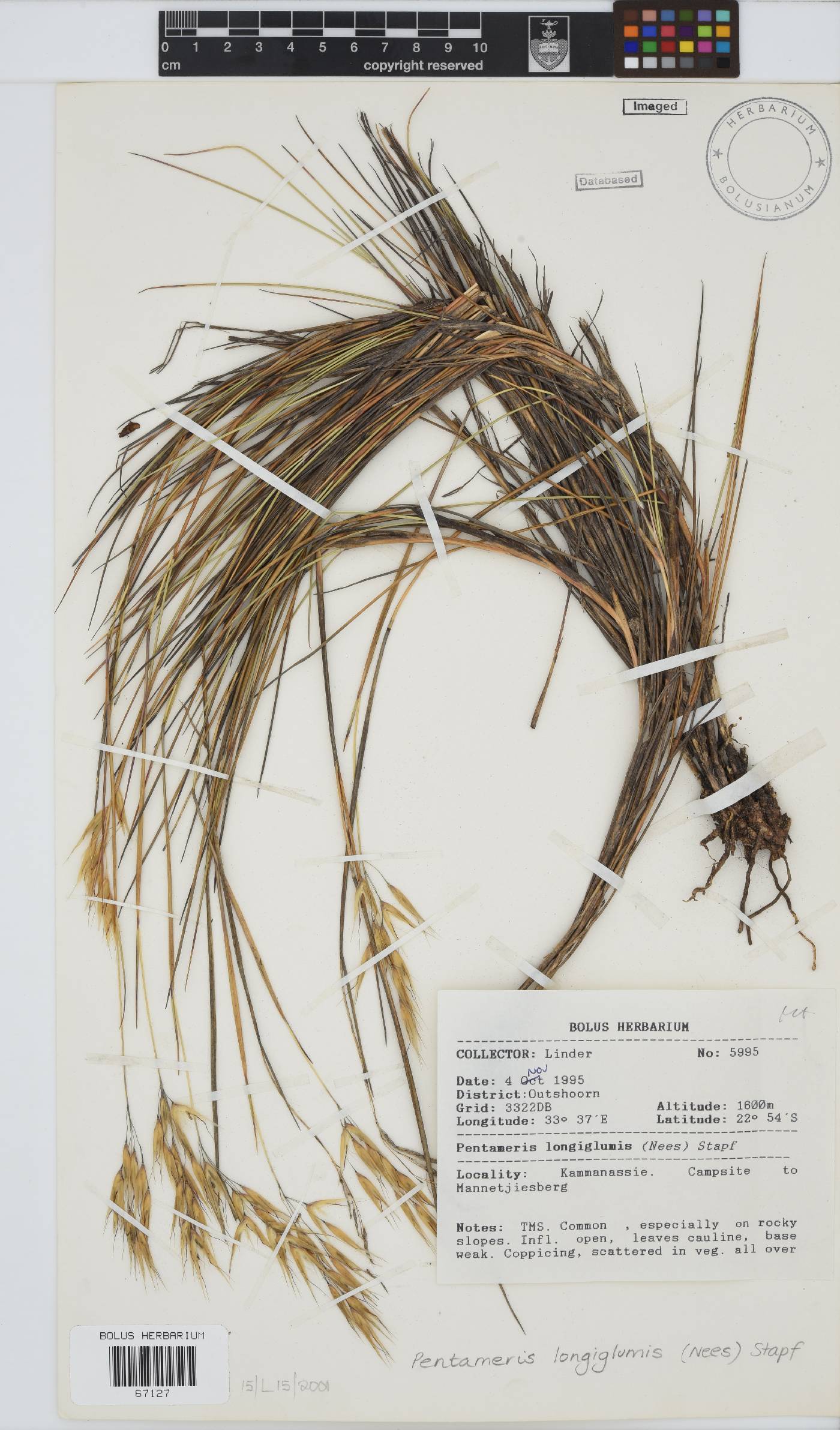 Pentameris longiglumis image