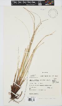 Image of Chionochloa macra