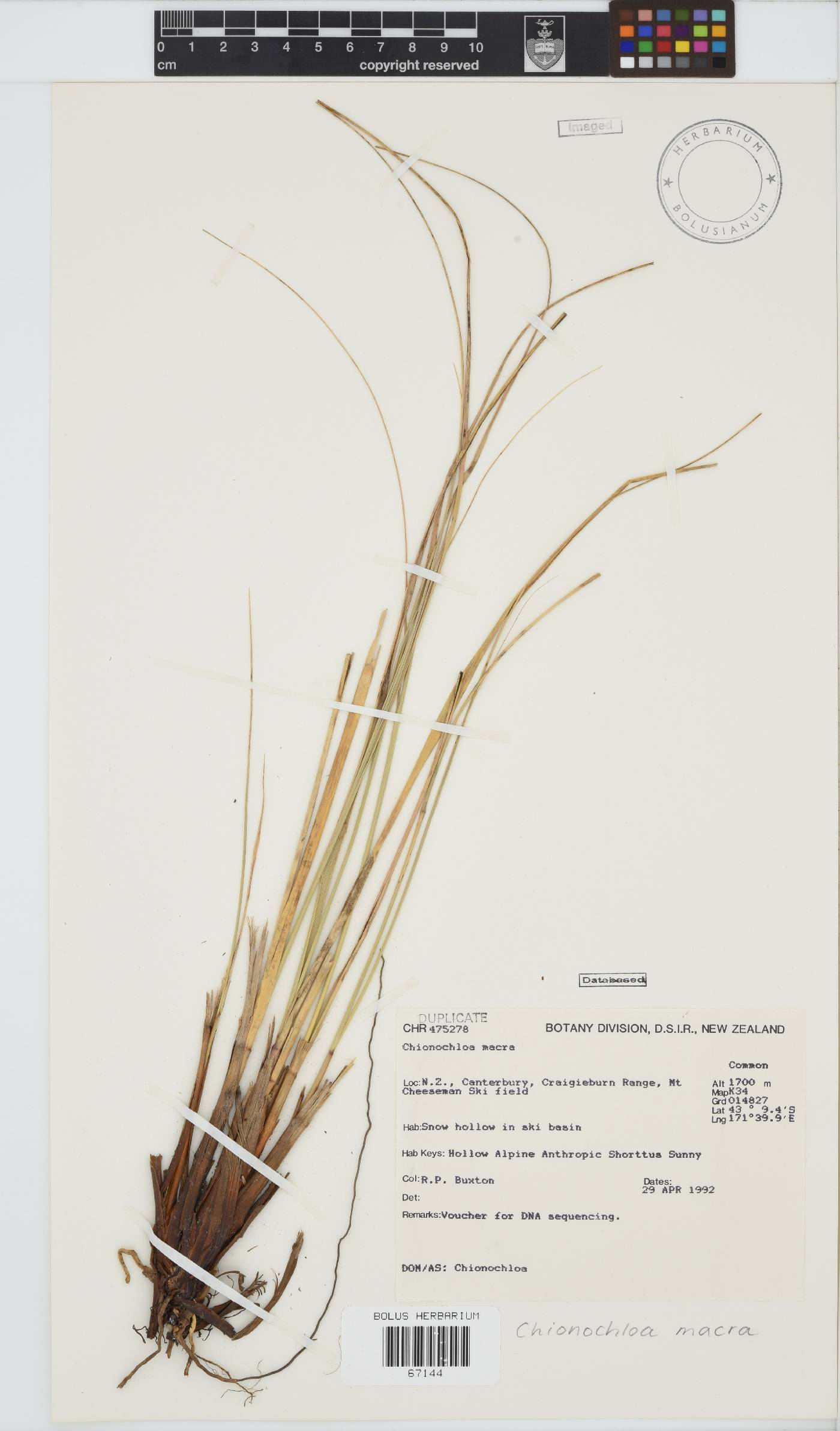 Chionochloa macra image