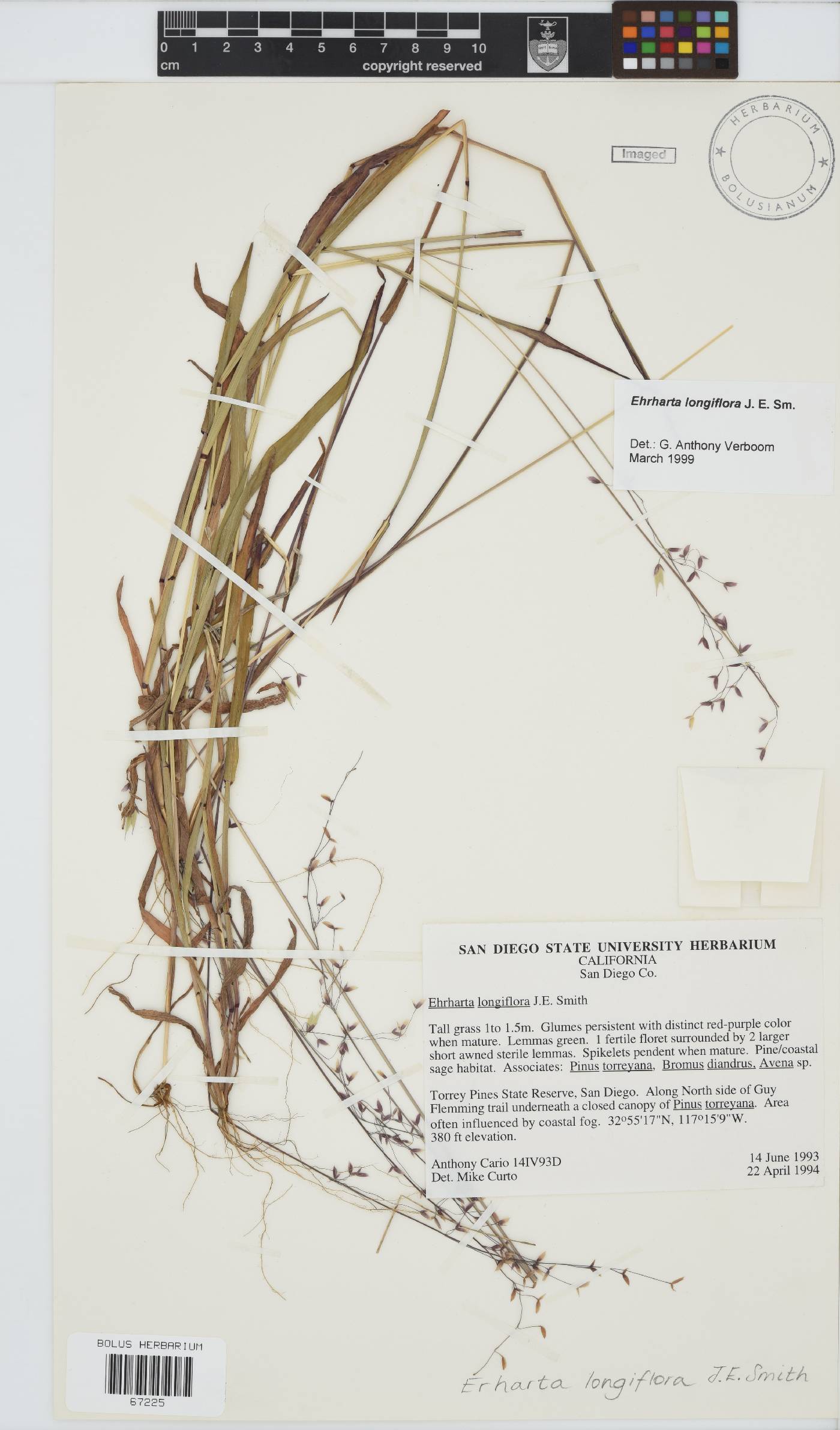 Ehrharta longiflora image