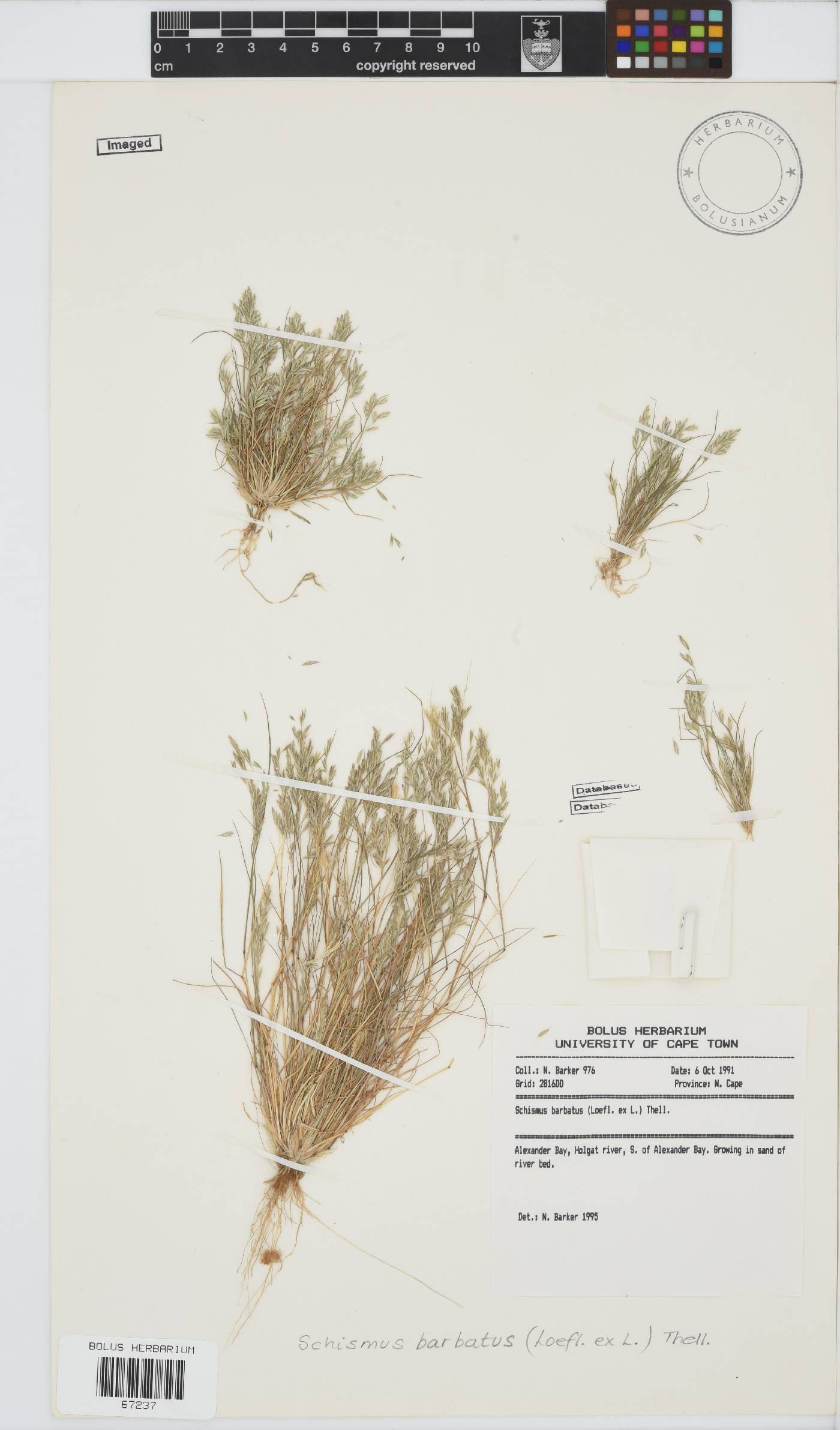 Schismus image