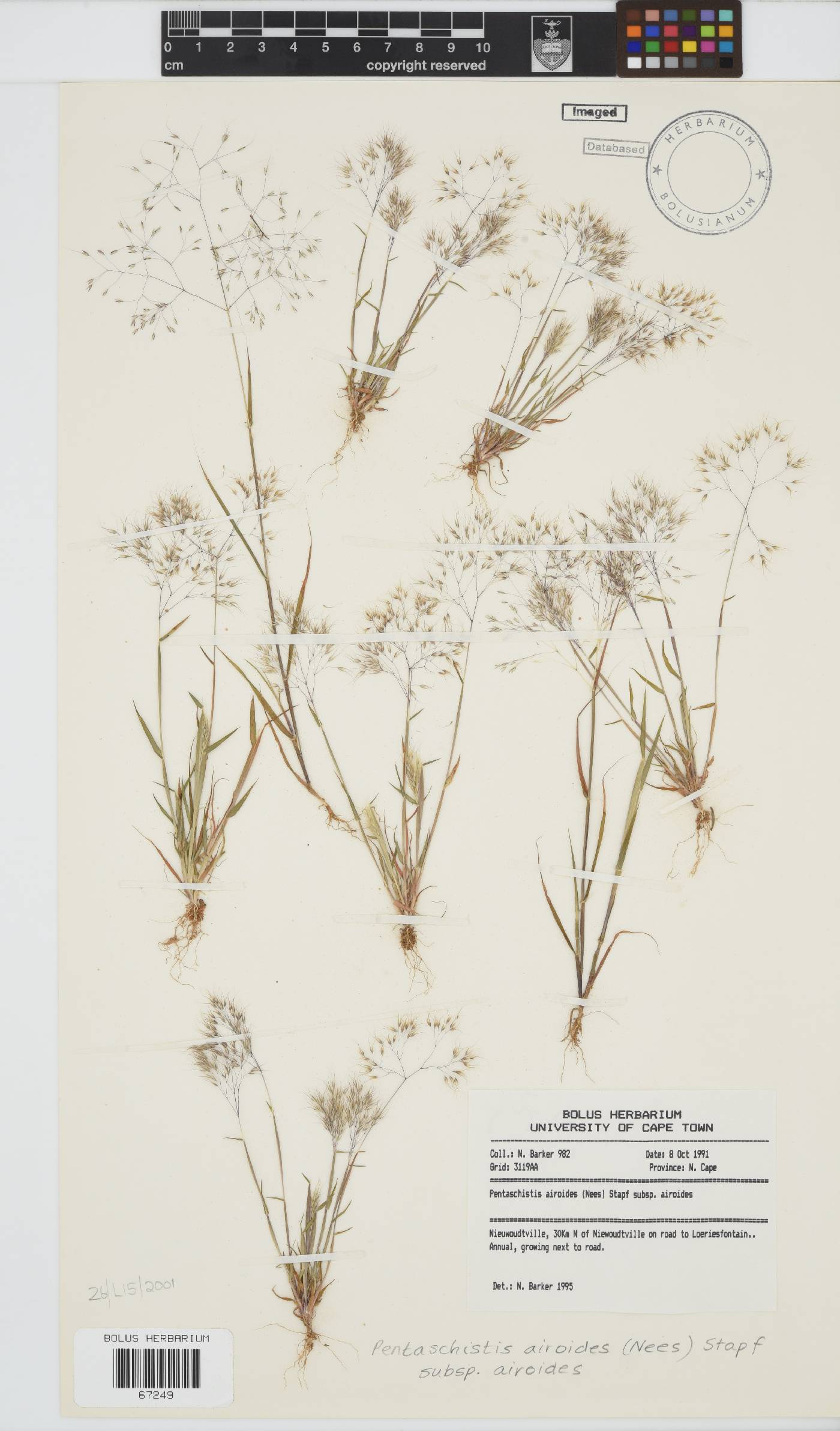 Pentameris airoides image