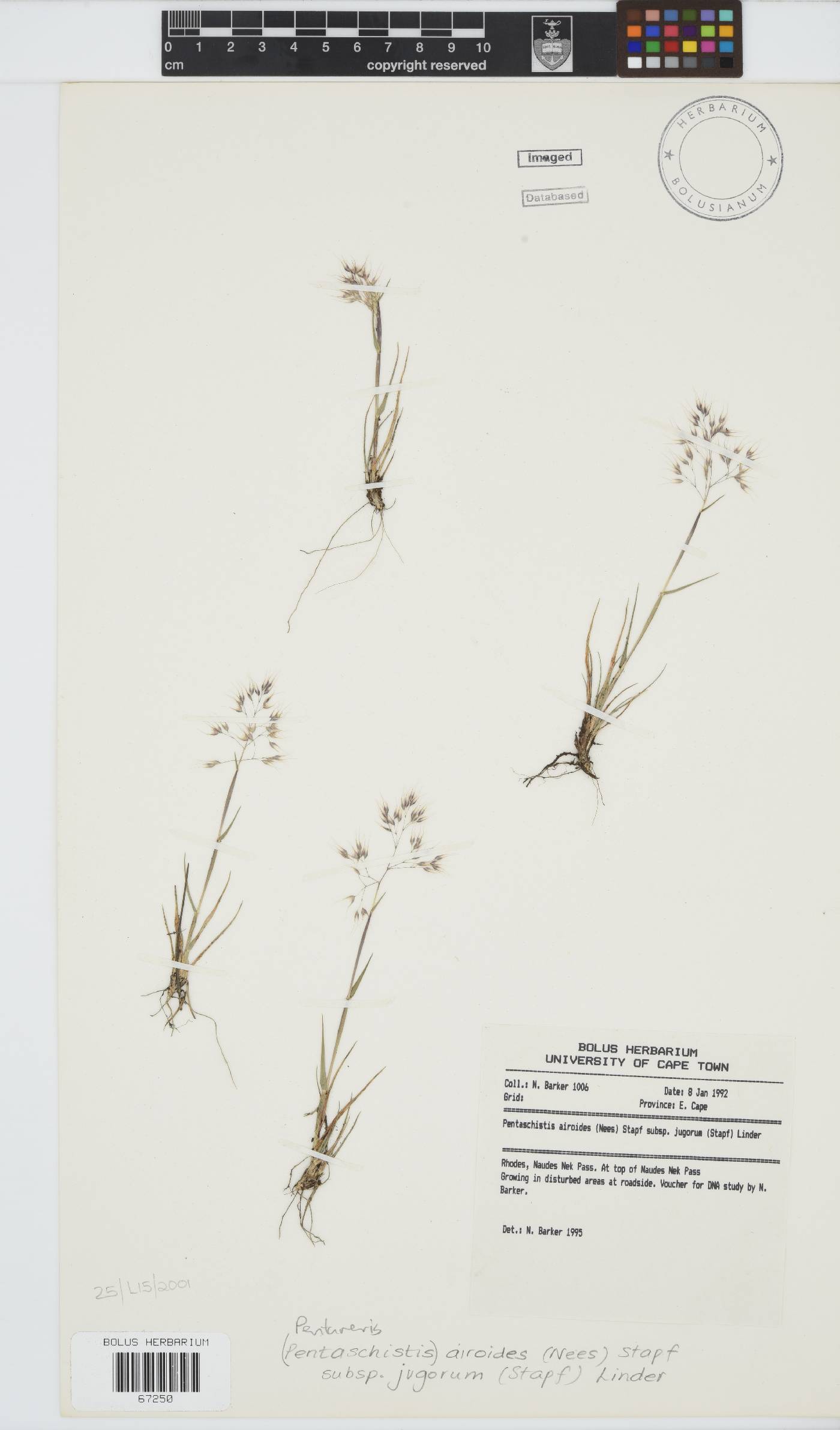 Pentameris airoides image