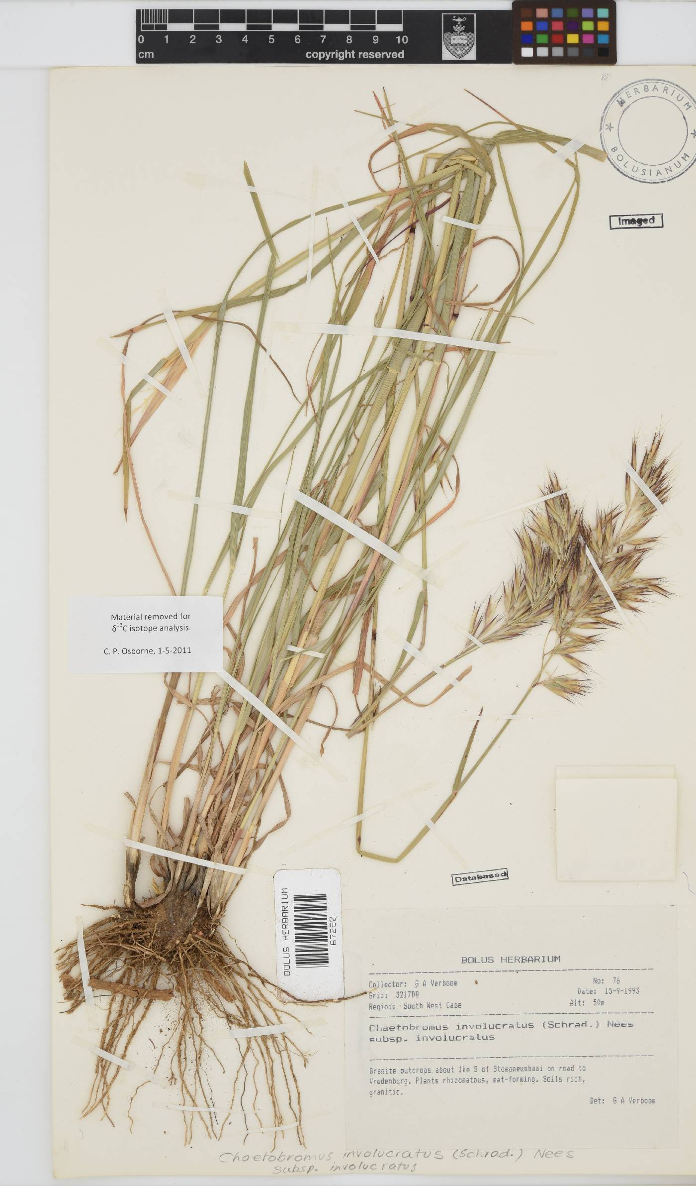 Chaetobromus involucratus subsp. involucratus image