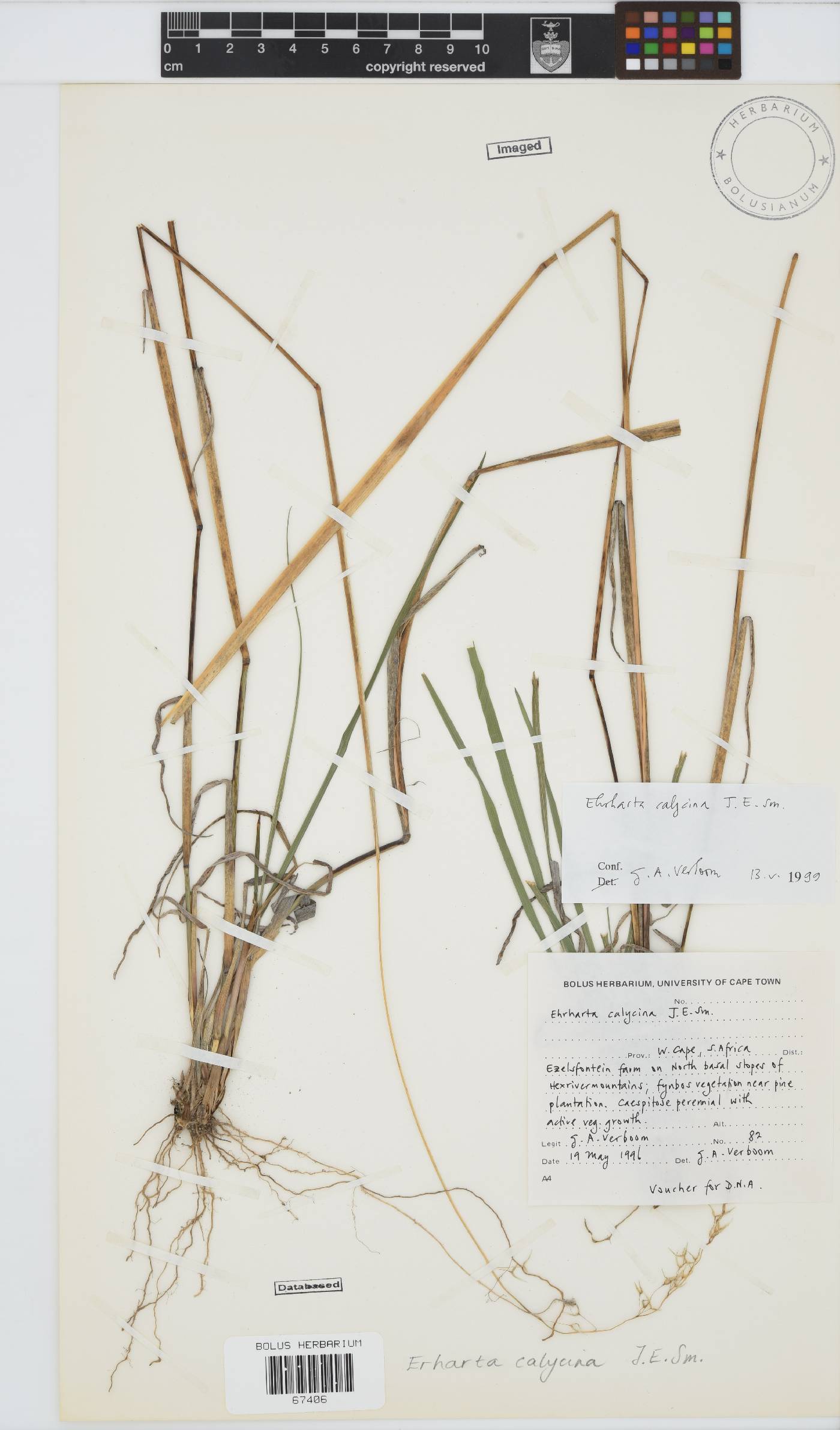 Ehrharta calycina image