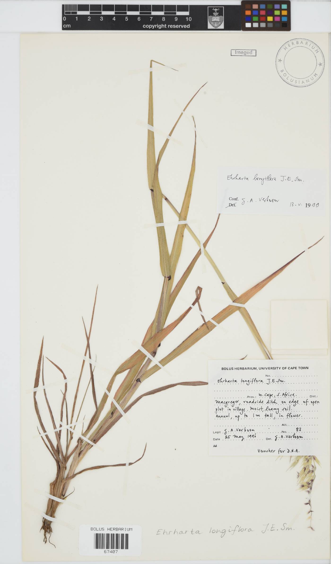 Ehrharta longiflora image