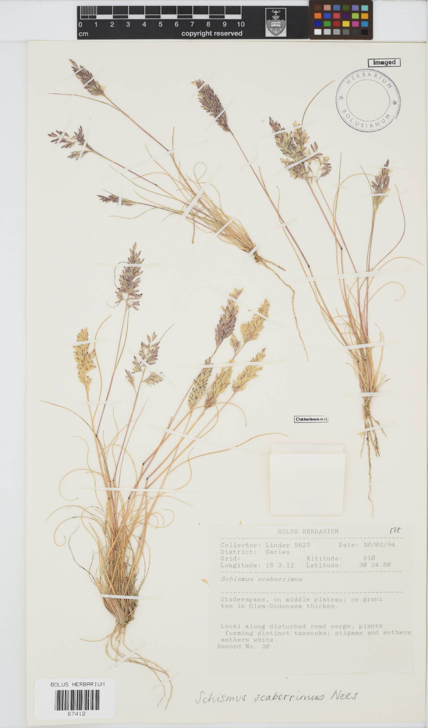 Schismus scaberrimus image