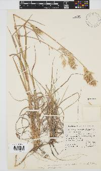 Chaetobromus involucratus image