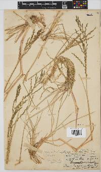 Leptochloa fusca image