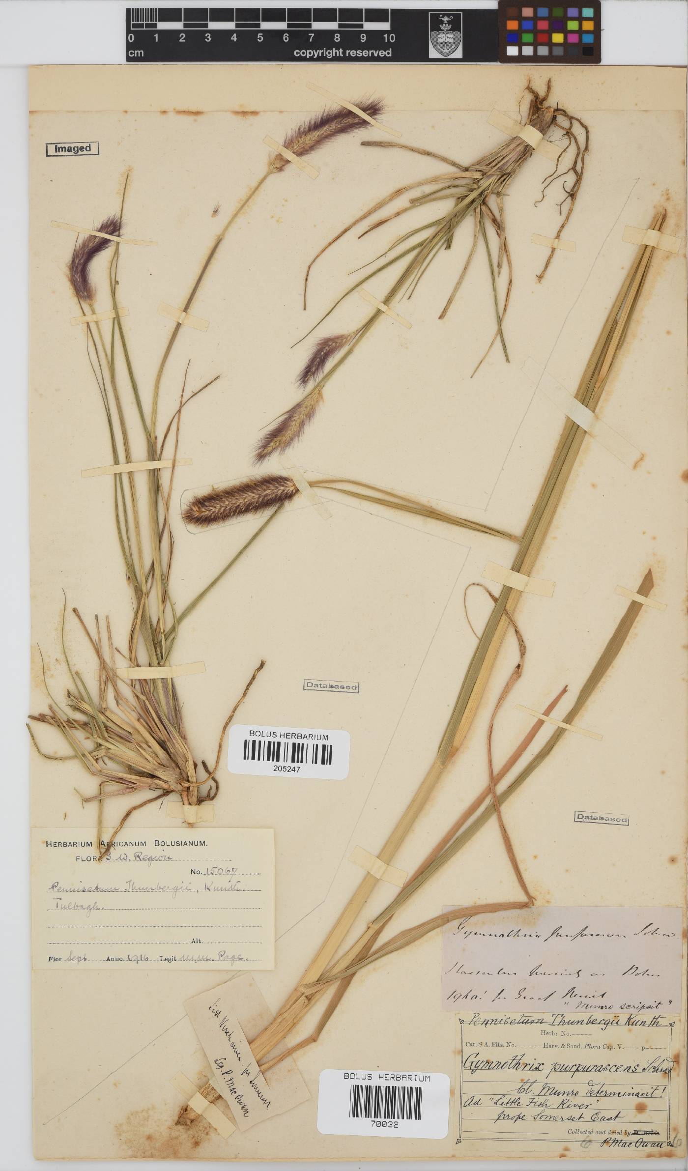 Pennisetum image