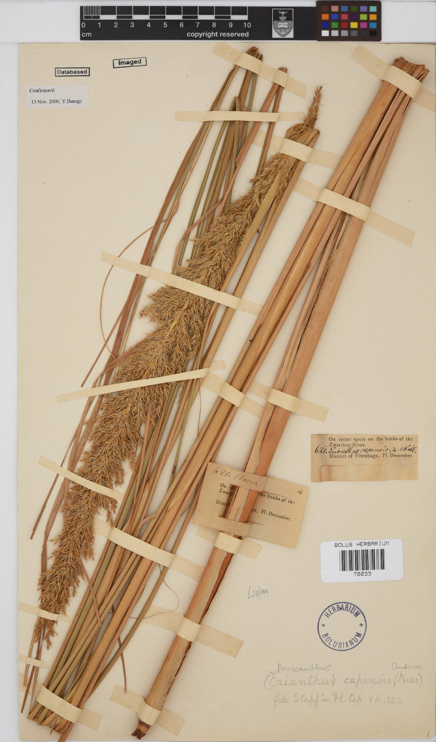 Miscanthus ecklonii image