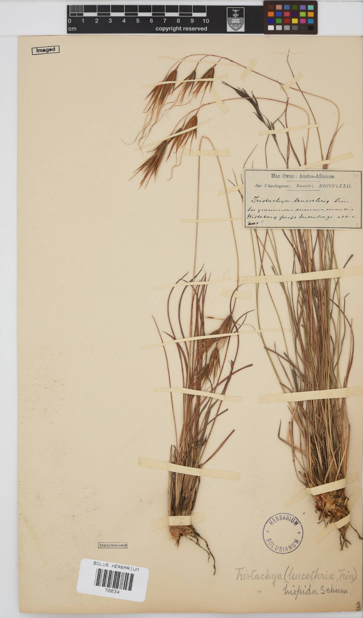 Tristachya leucothrix image