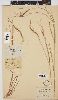 Heteropogon contortus image