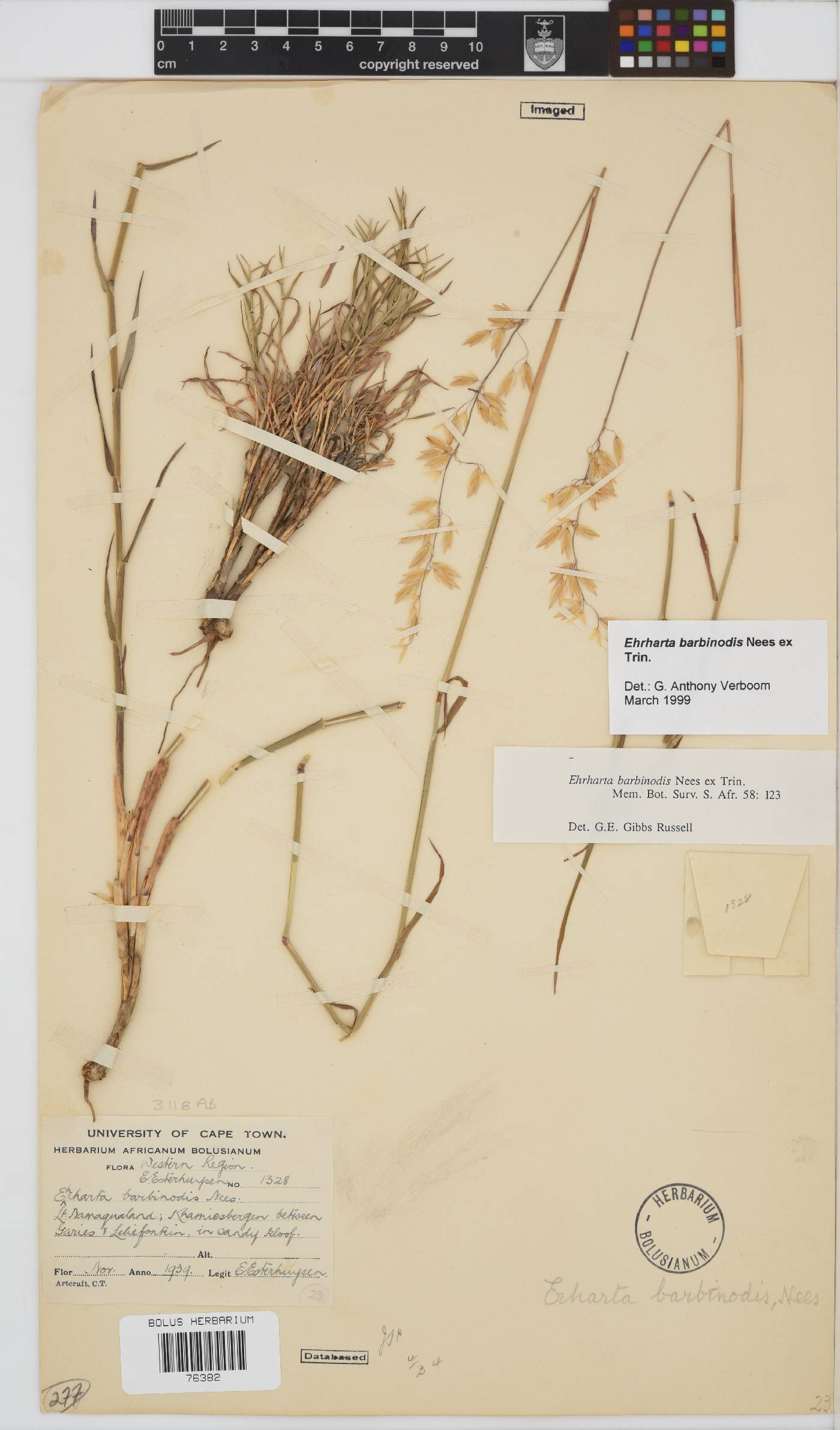 Ehrharta barbinodis image