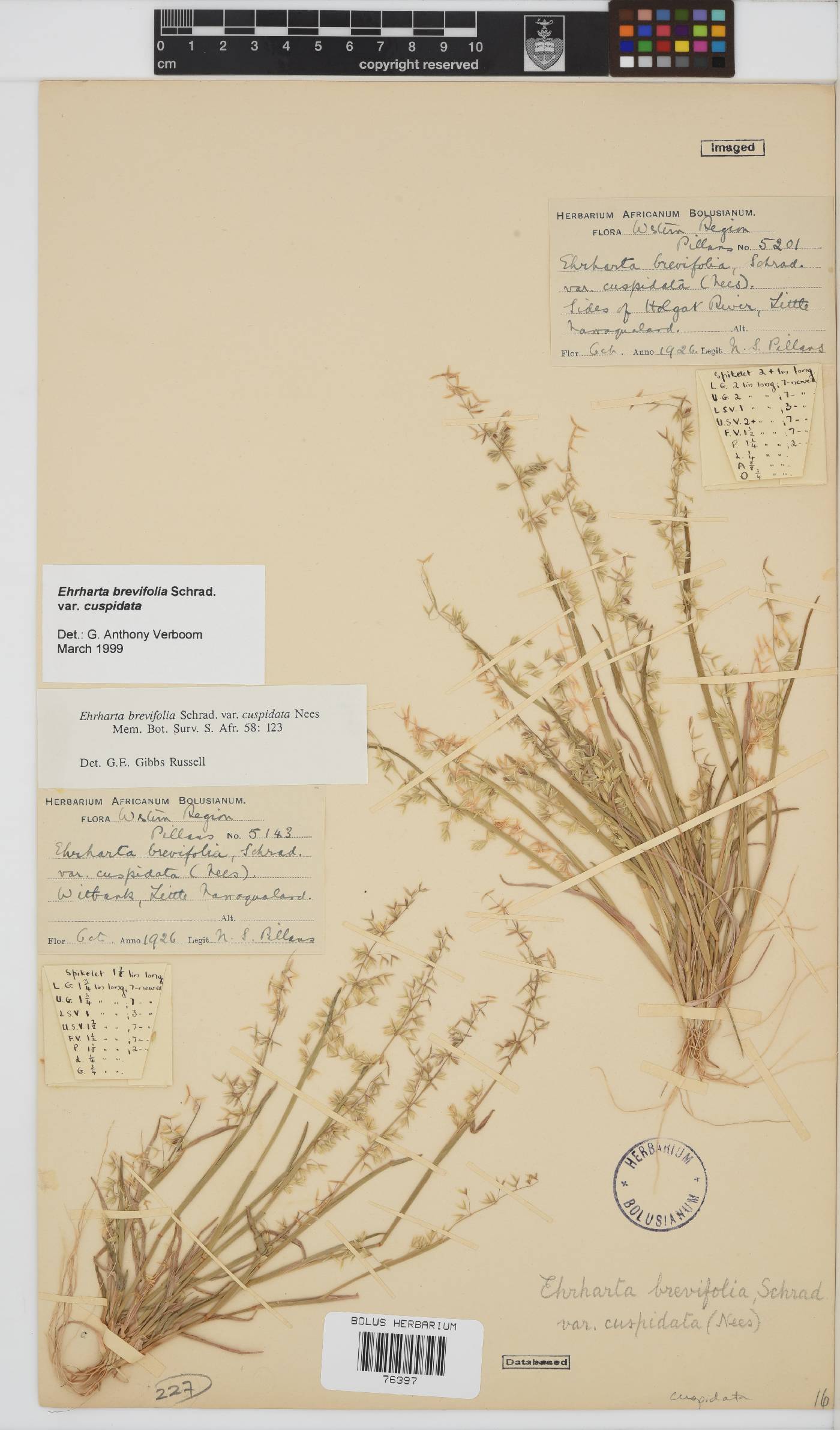 Ehrharta brevifolia var. cuspidata image