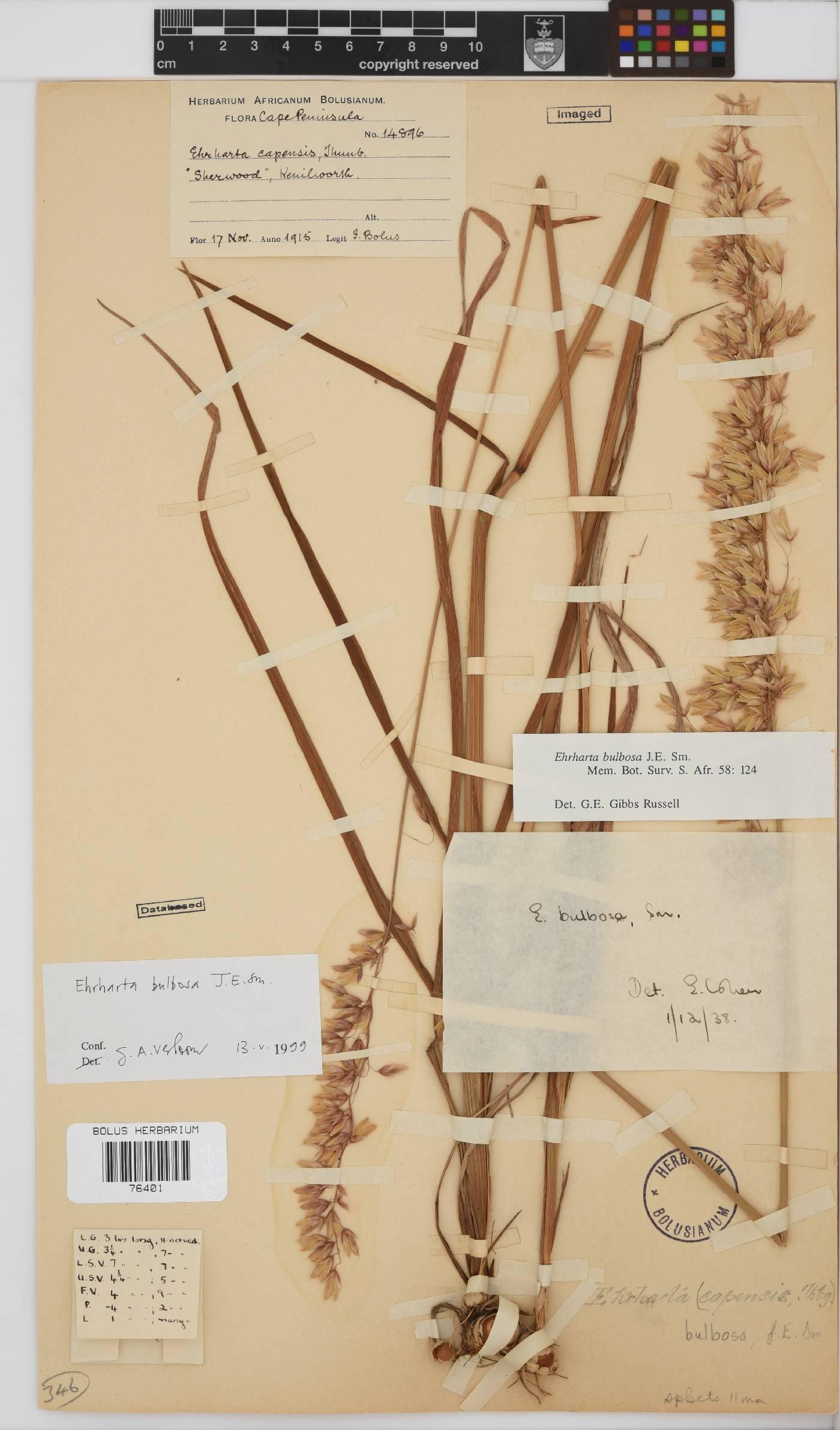 Ehrharta bulbosa image