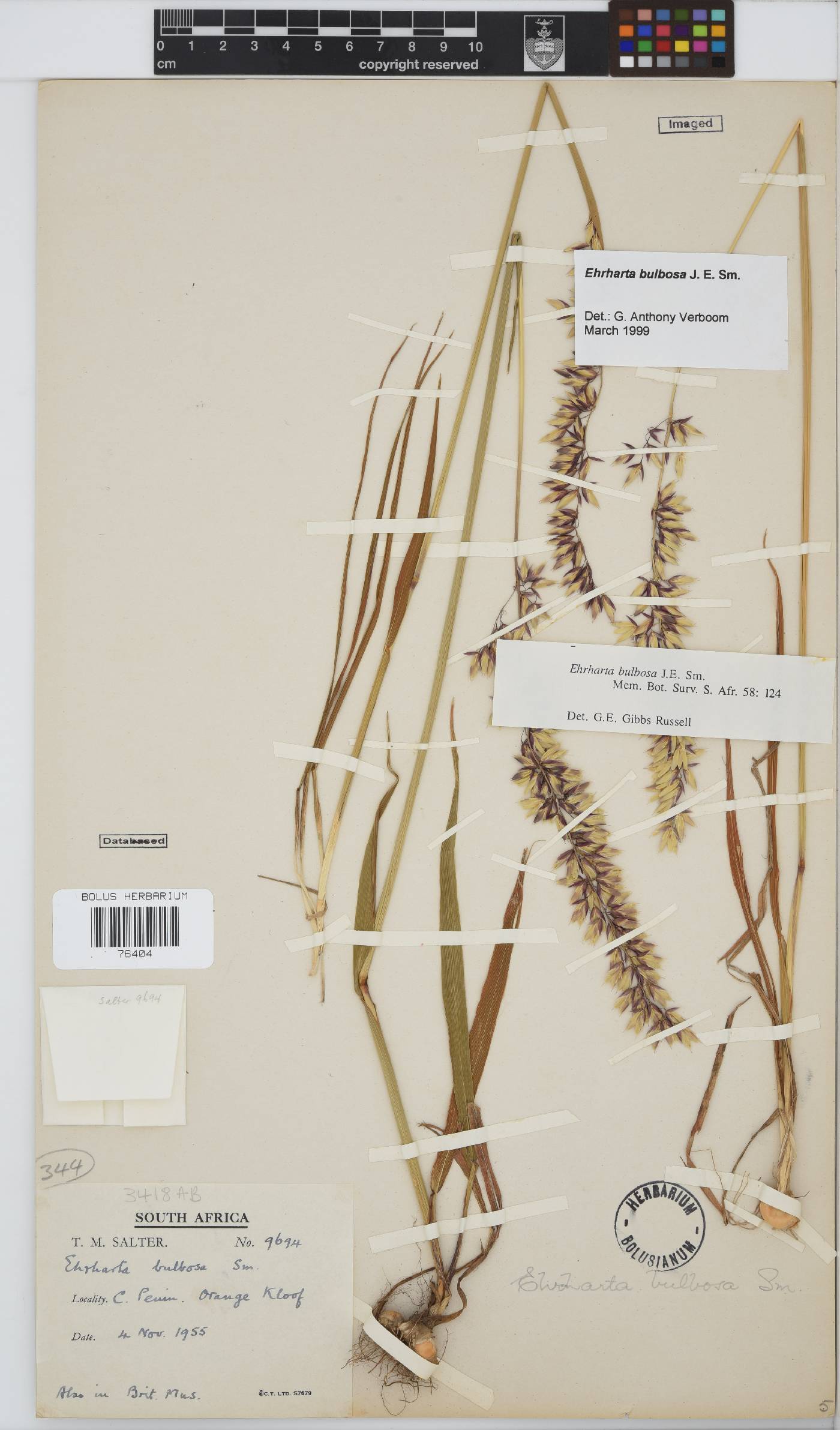 Ehrharta bulbosa image