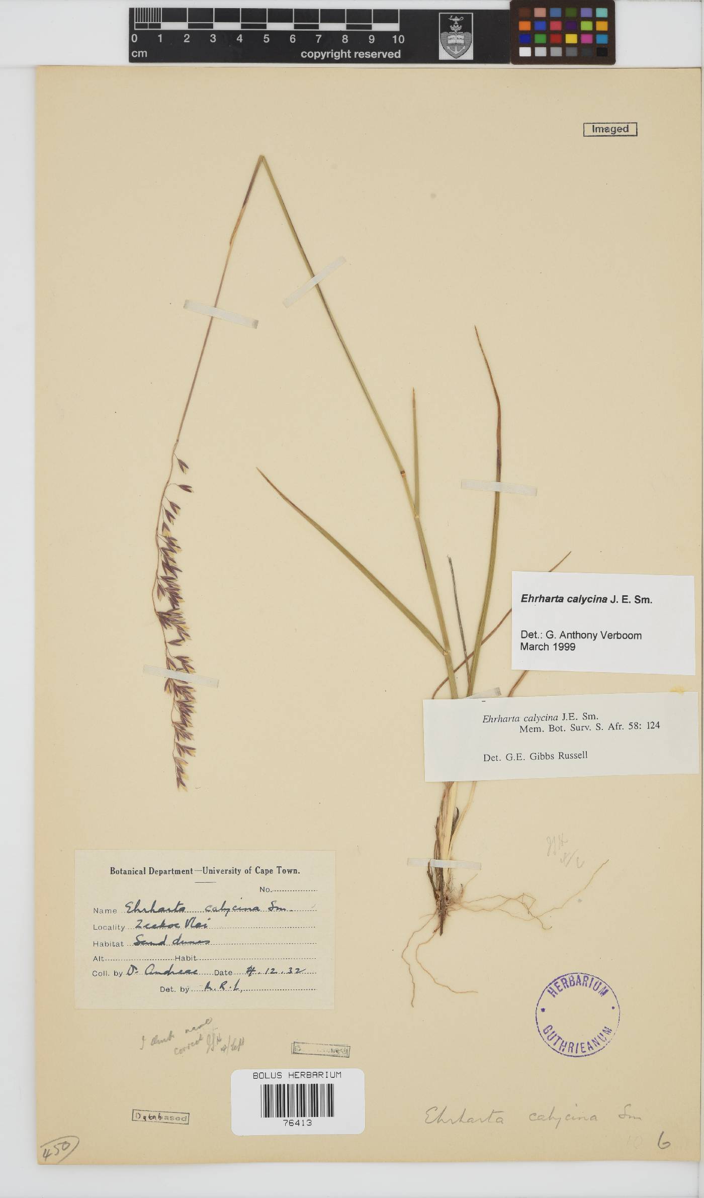 Ehrharta calycina image