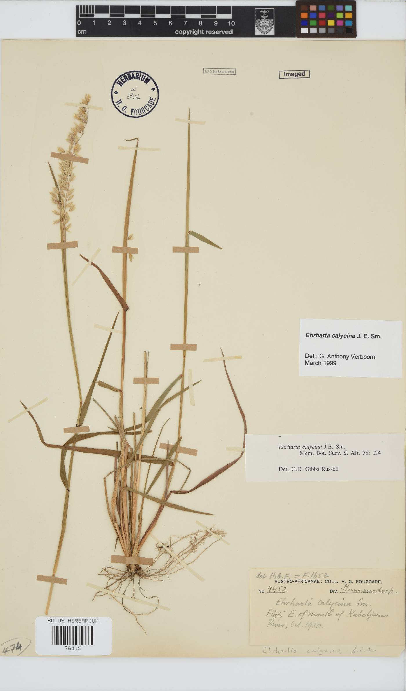 Ehrharta calycina image
