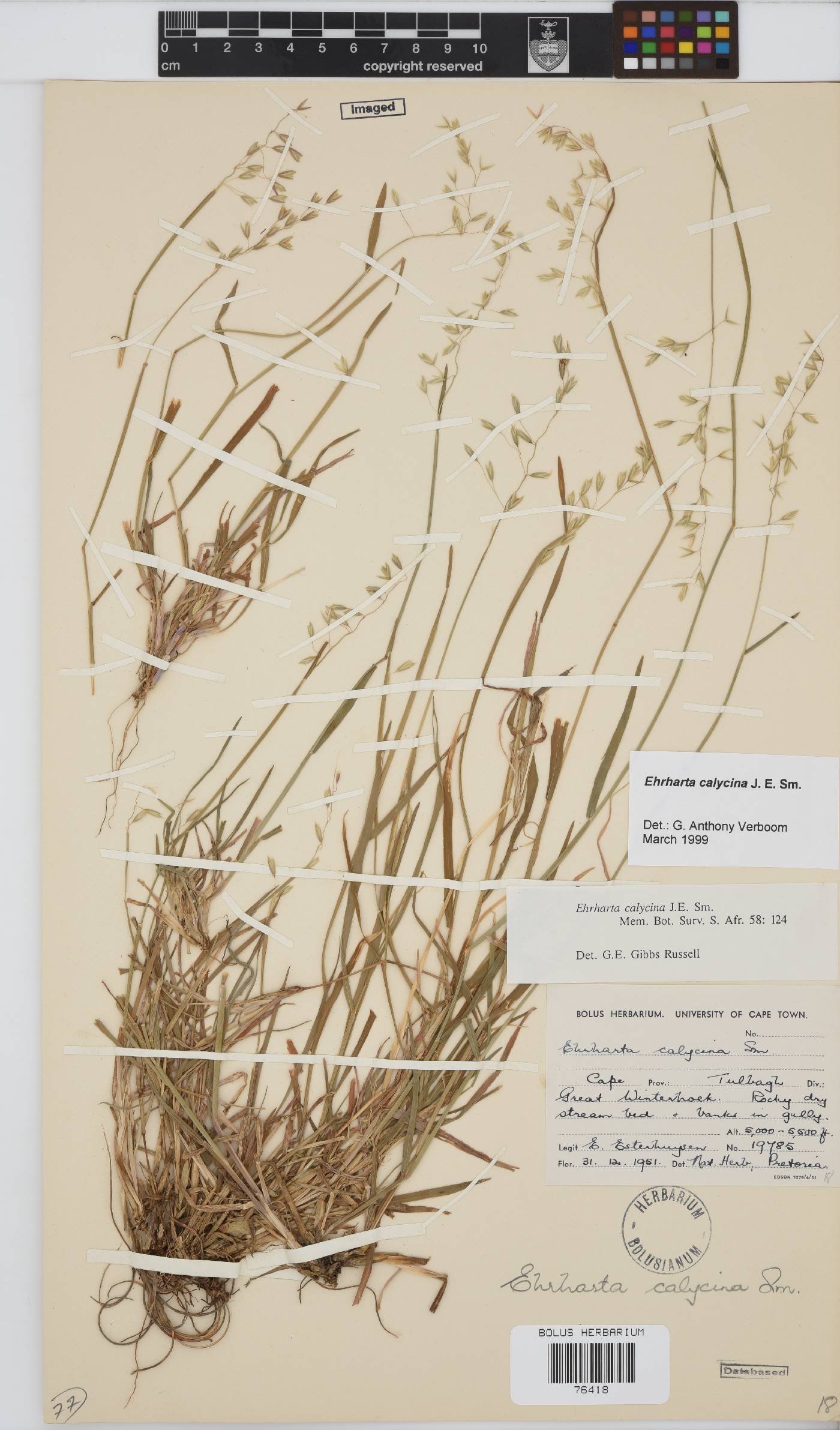 Ehrharta calycina image