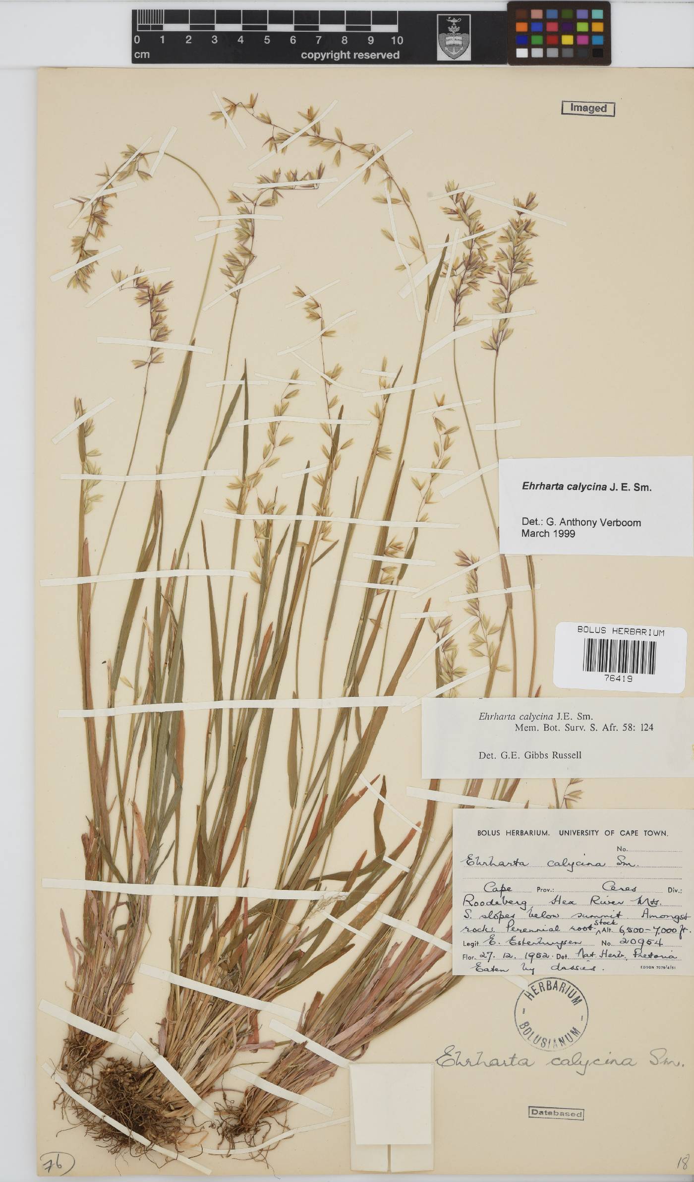 Ehrharta calycina image