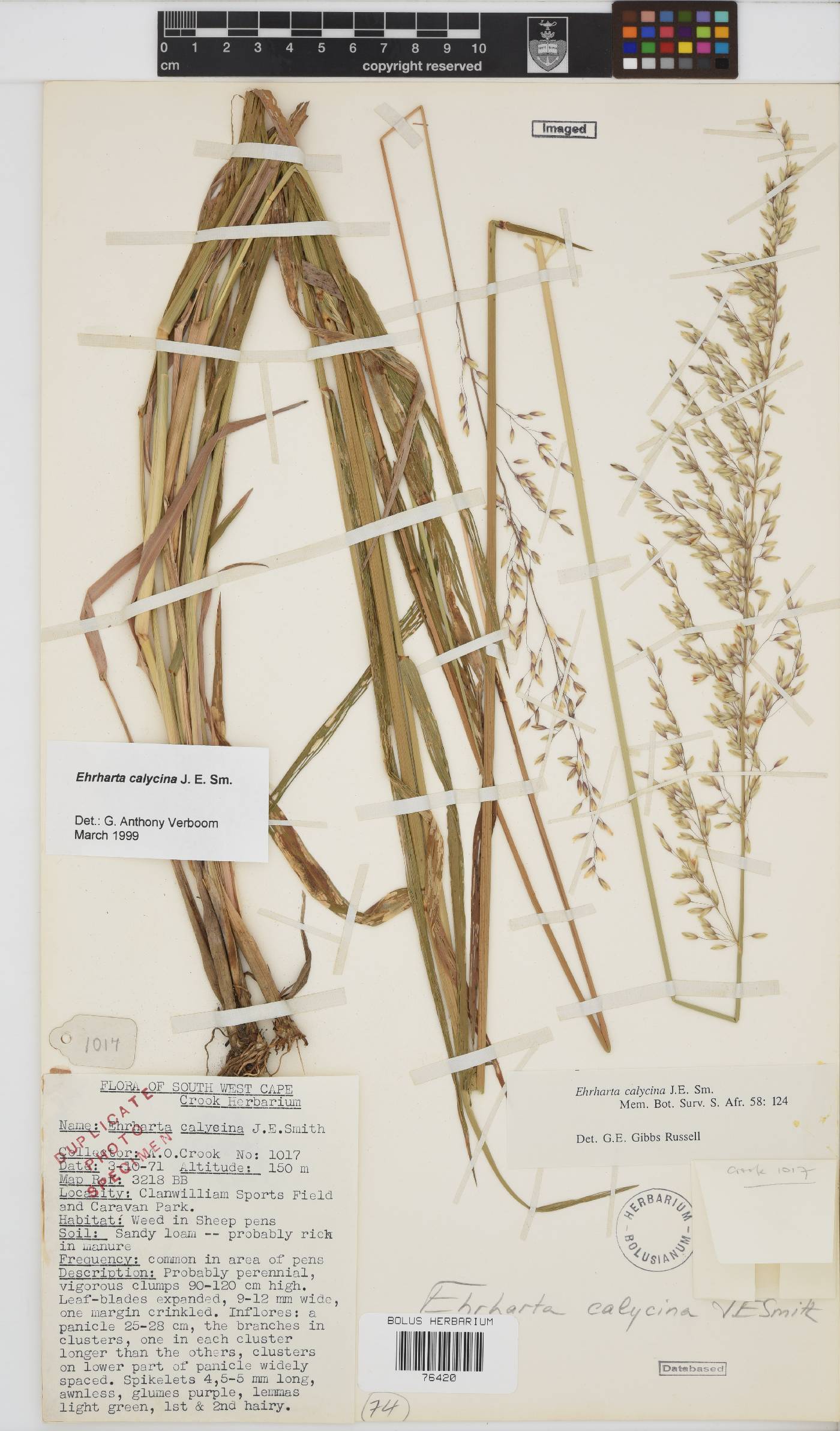 Ehrharta calycina image