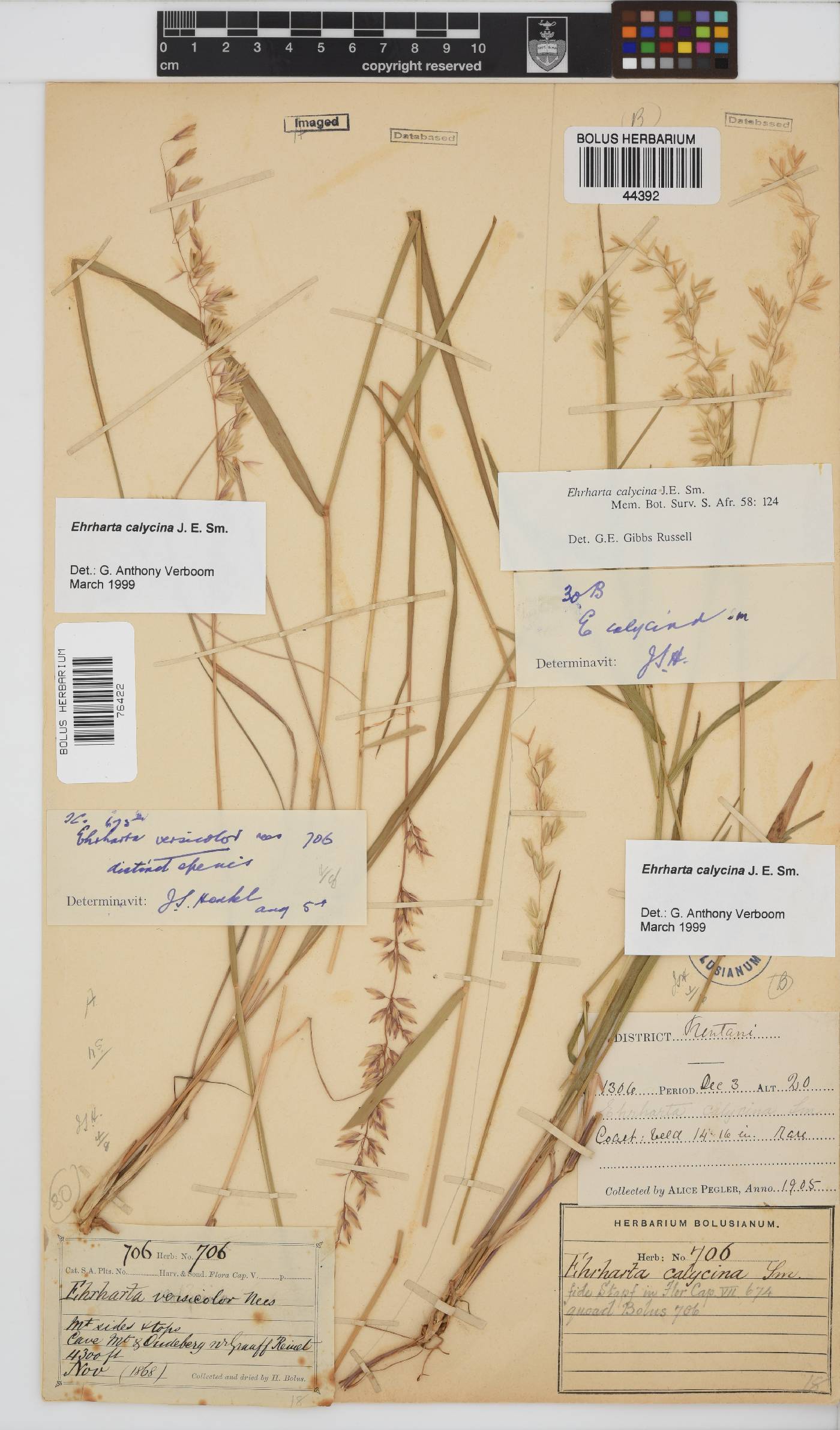 Ehrharta calycina image