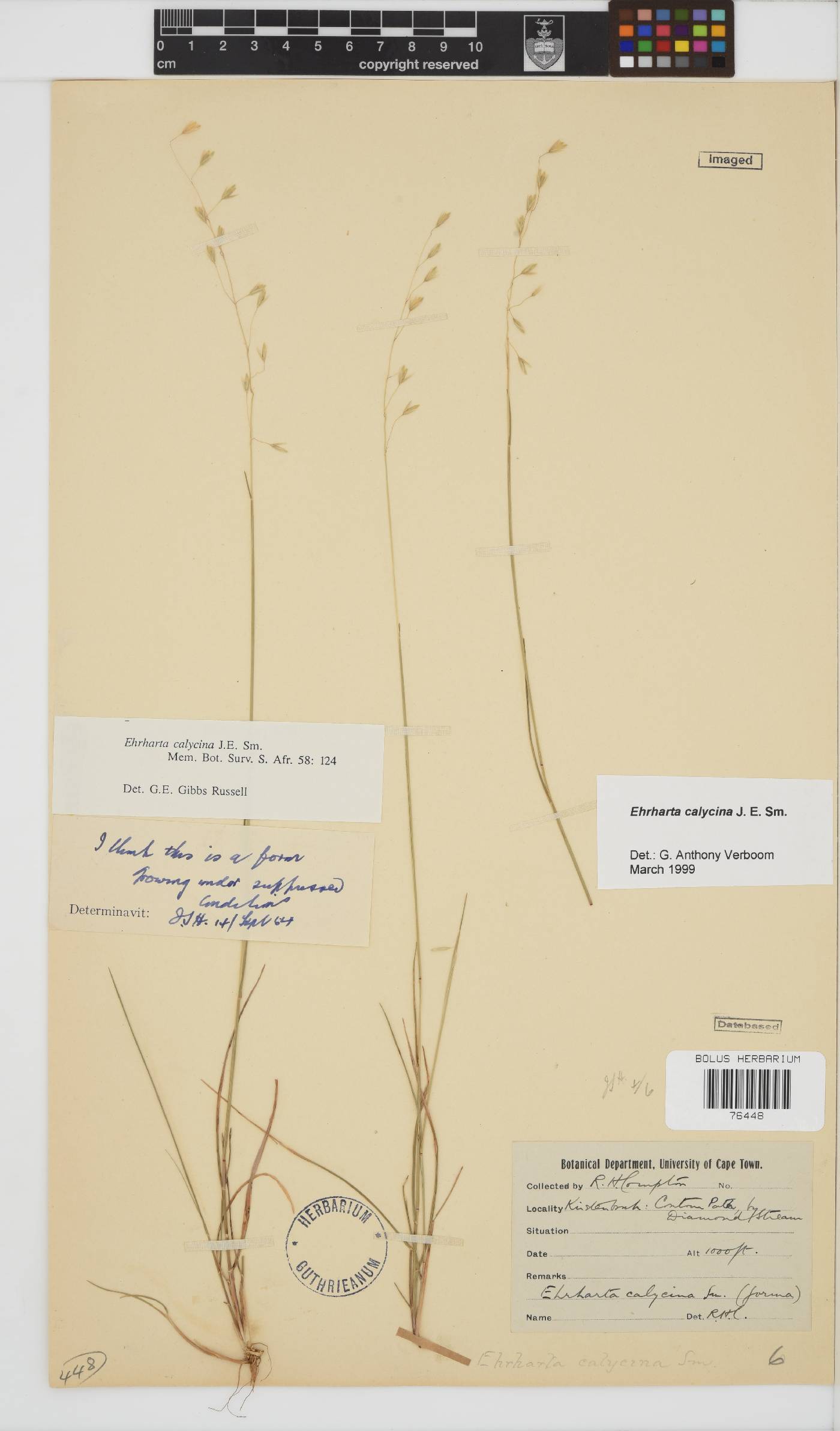 Ehrharta calycina image