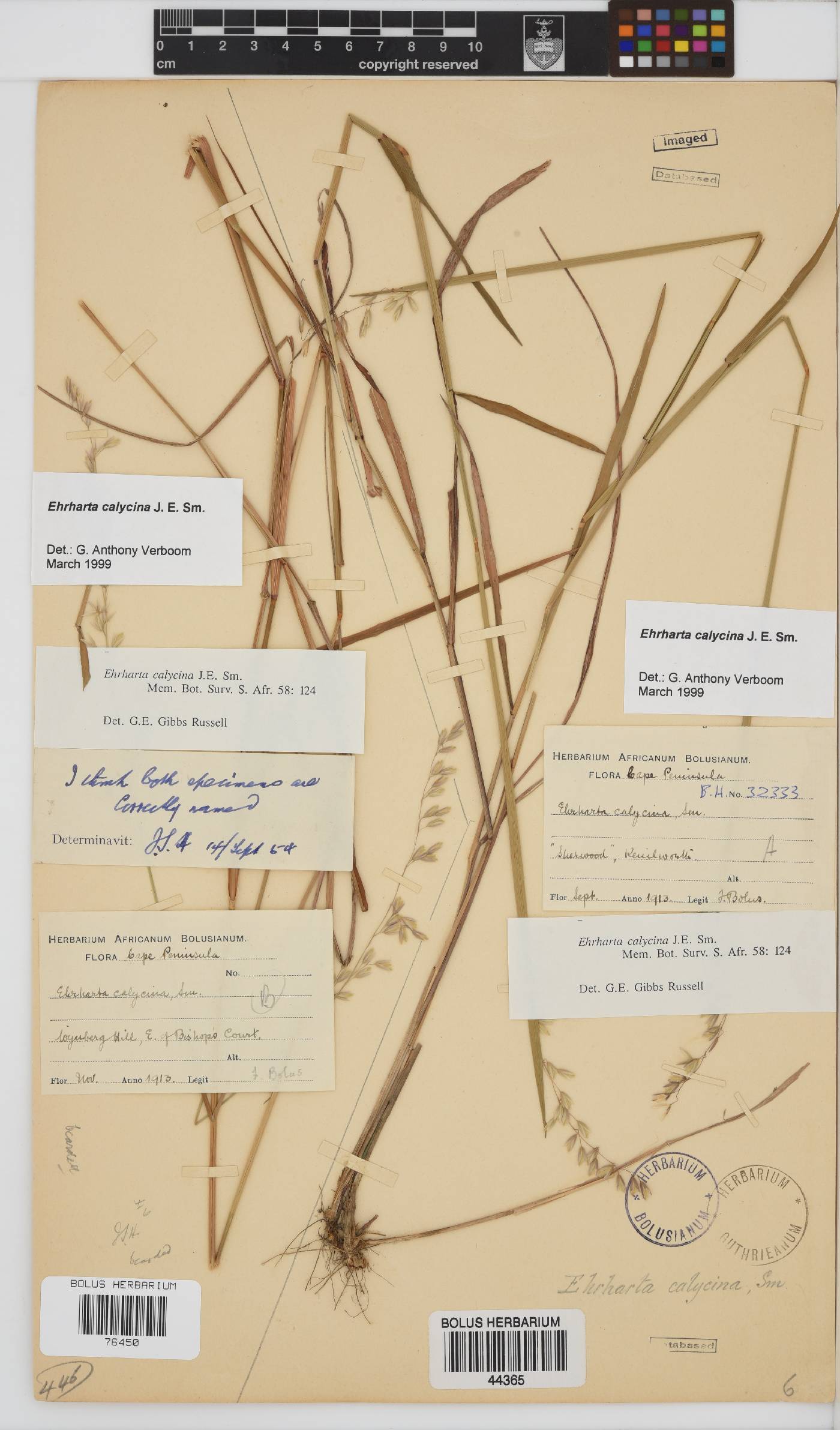 Ehrharta calycina image