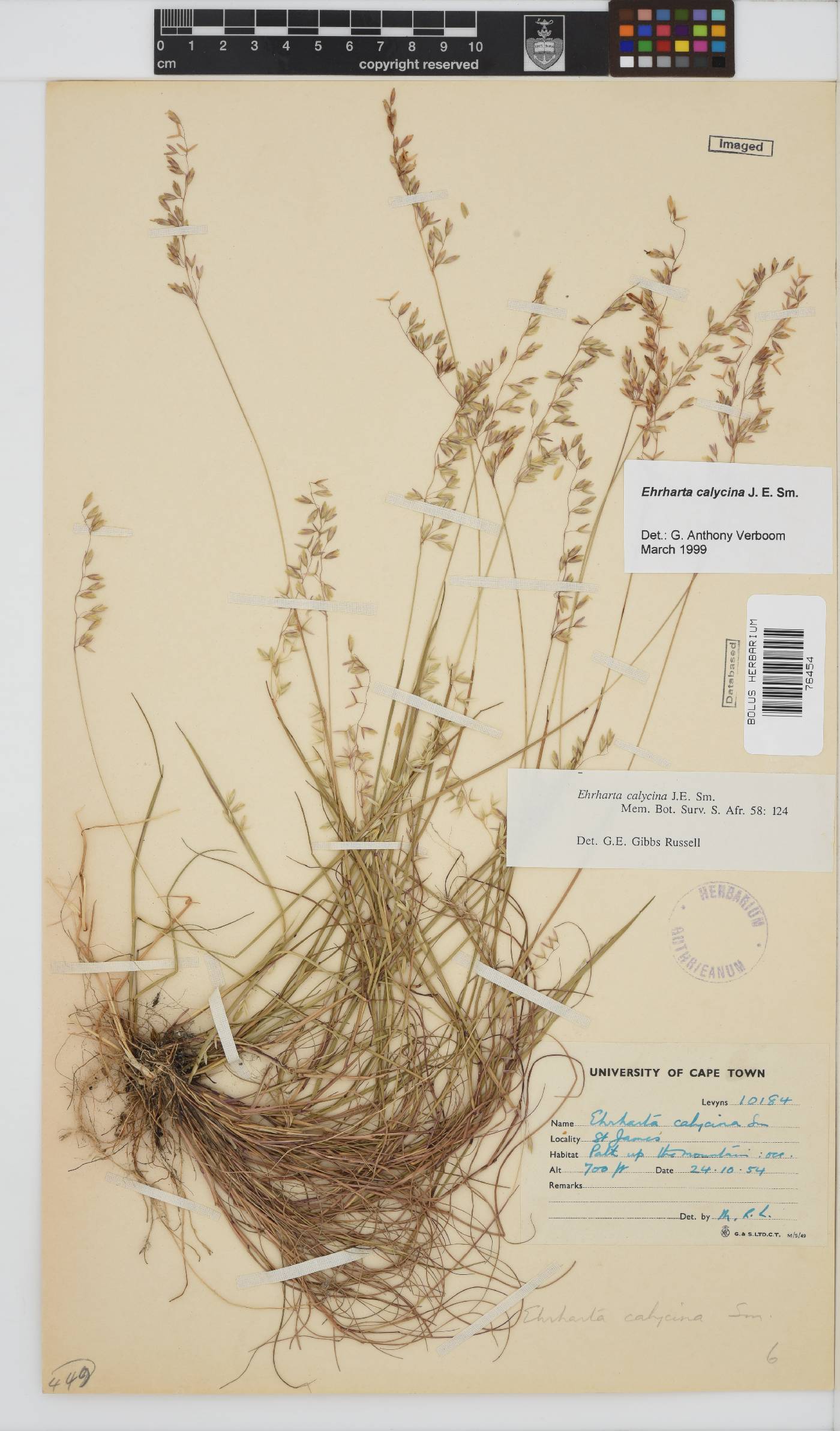 Ehrharta calycina image