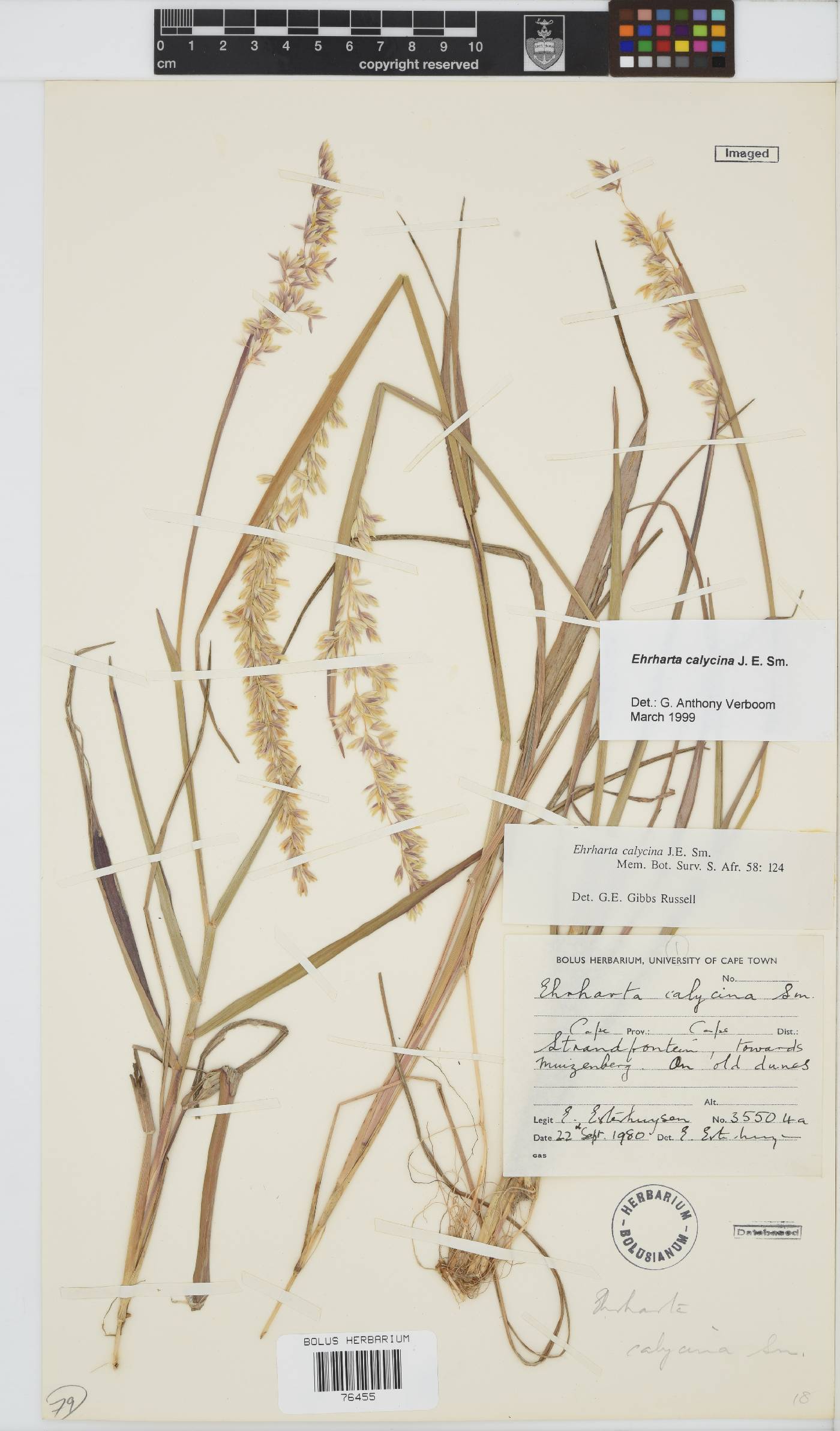 Ehrharta calycina image