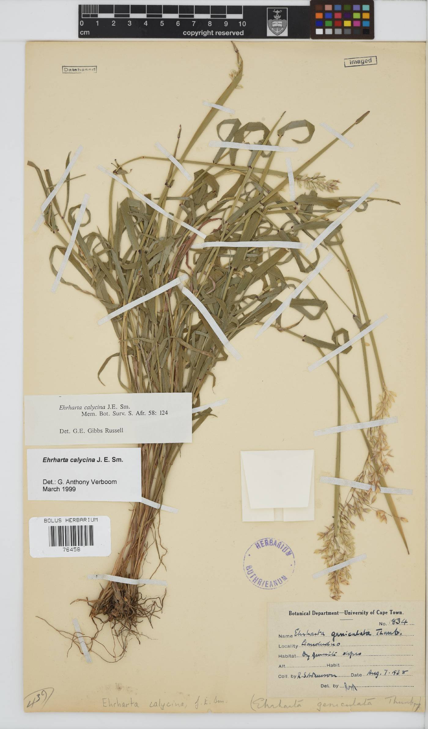 Ehrharta calycina image