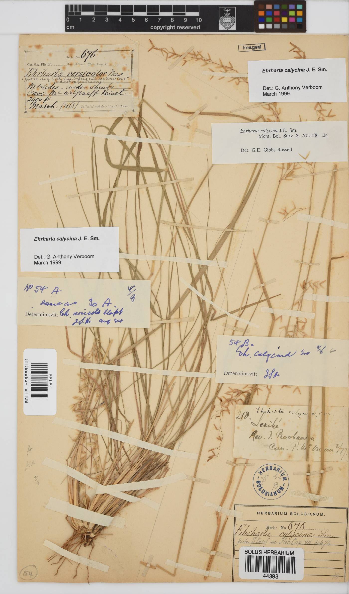 Ehrharta calycina image
