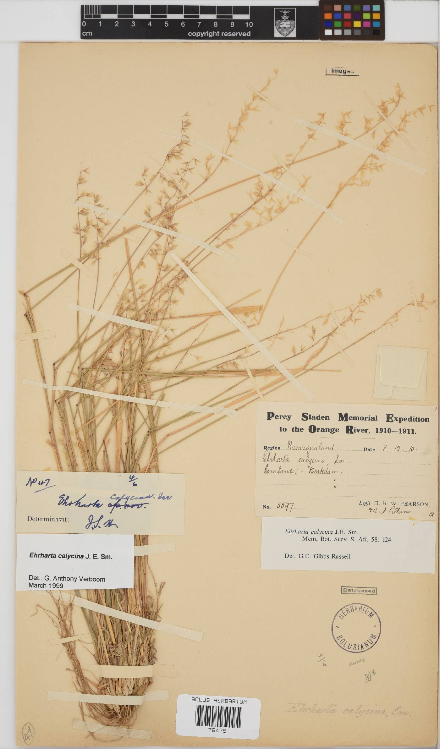 Ehrharta calycina image